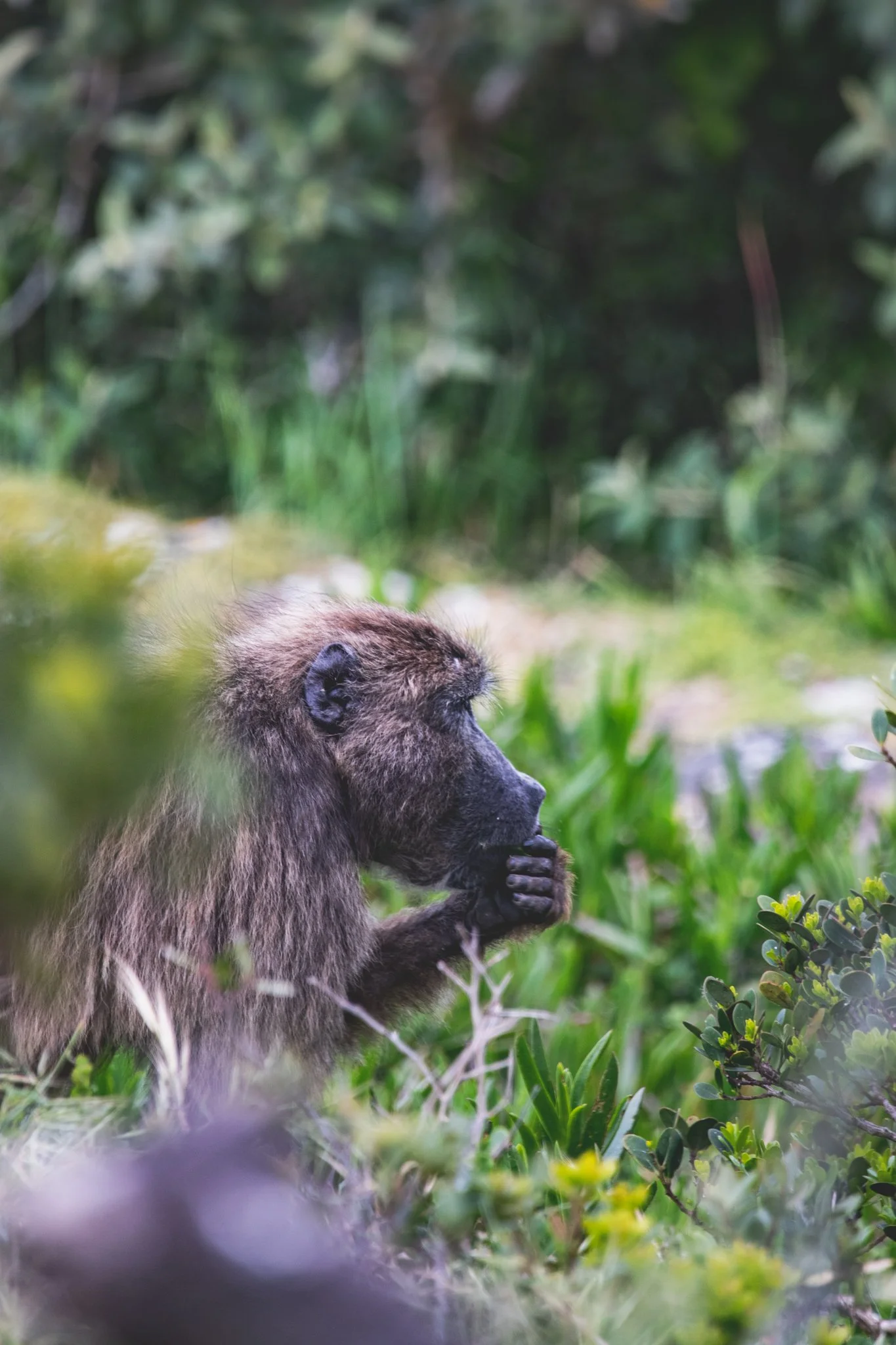 A monkey with brown fur, sitting among green bushes and grass, holding its hand near its mouth in a natural environment.