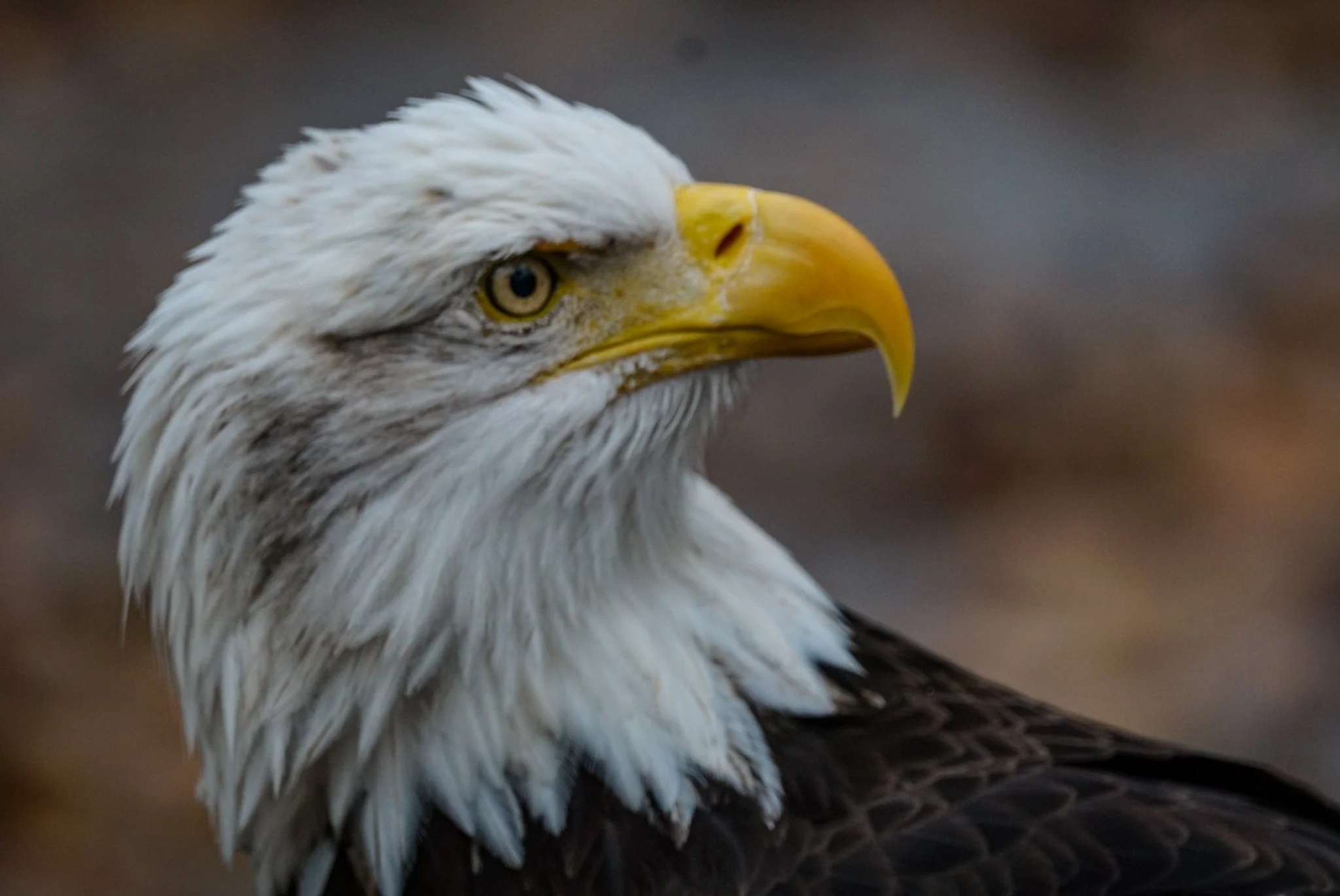 Close-up of a bald eagle with a white head, yellow beak, and sharp eye.