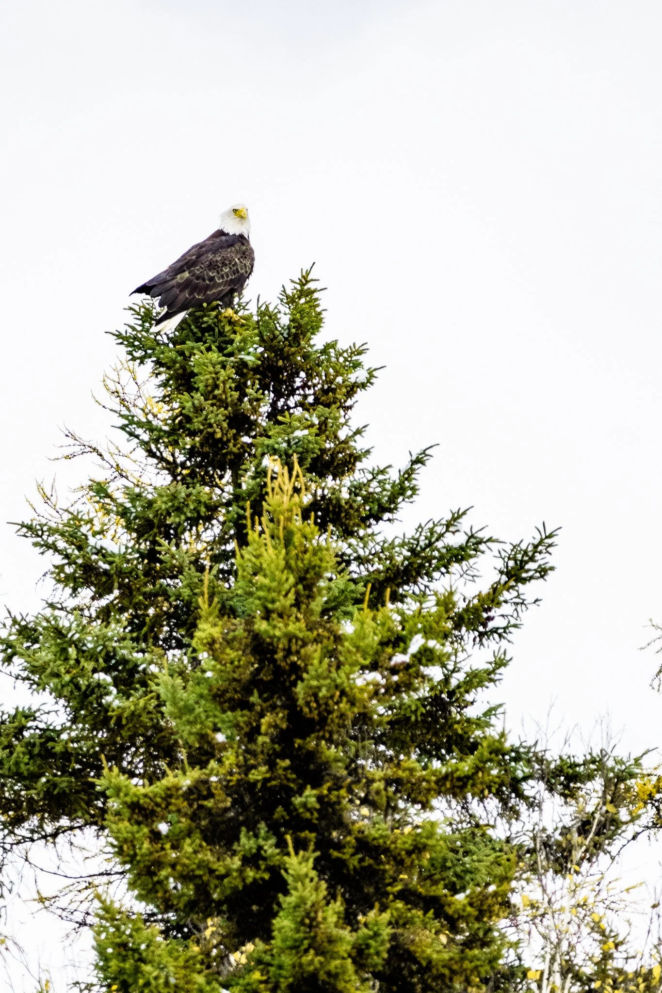 A bald eagle perched on top of a tall, green pine tree with a plain, white sky in the background.