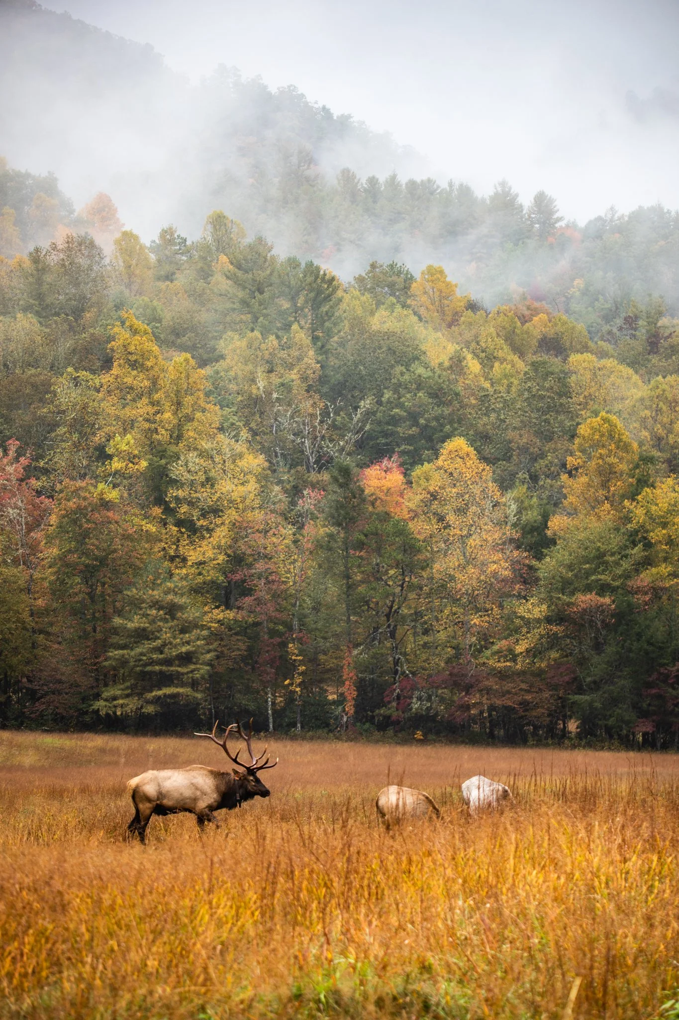 A tranquil scene of a forest with colorful autumn trees, a grassy field in the foreground, and a moose grazing, with mist or fog hovering over the trees.