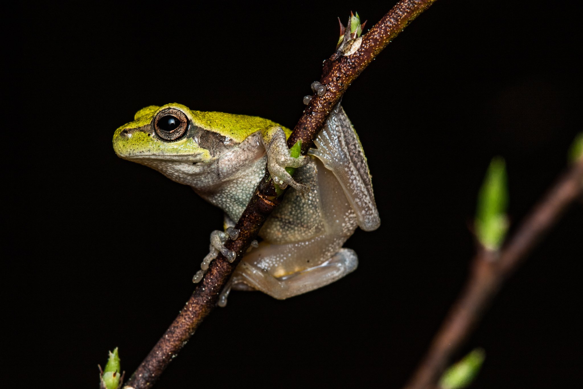 A close-up of a green tree frog clinging to a thin brown branch, with a black background.