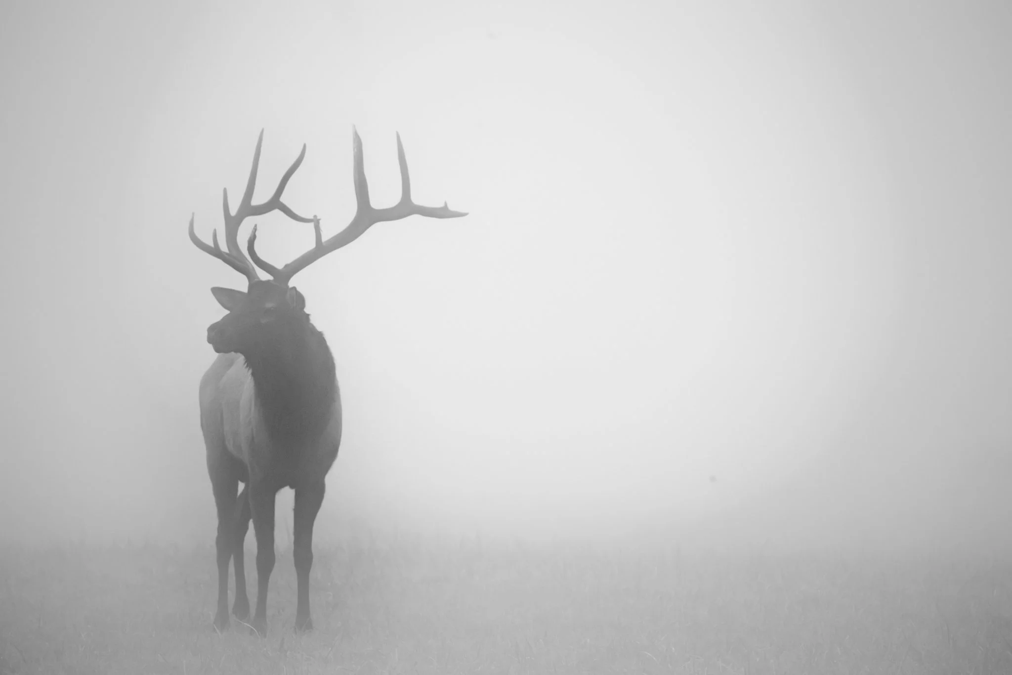 A silhouette of a deer with large antlers standing in a foggy landscape.