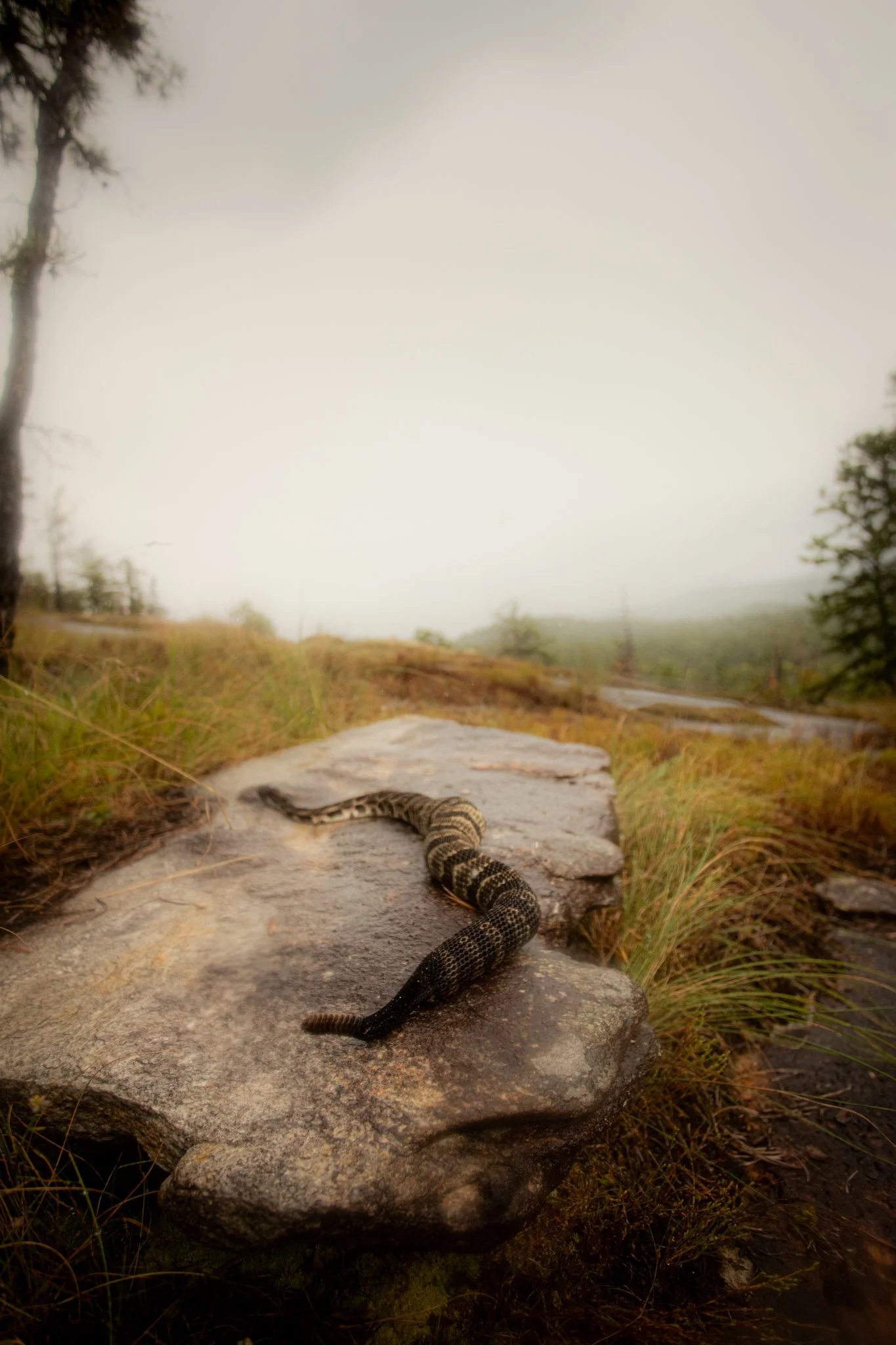 A snake on a rocky pathway in a natural outdoor setting with grassy areas and trees in the background.