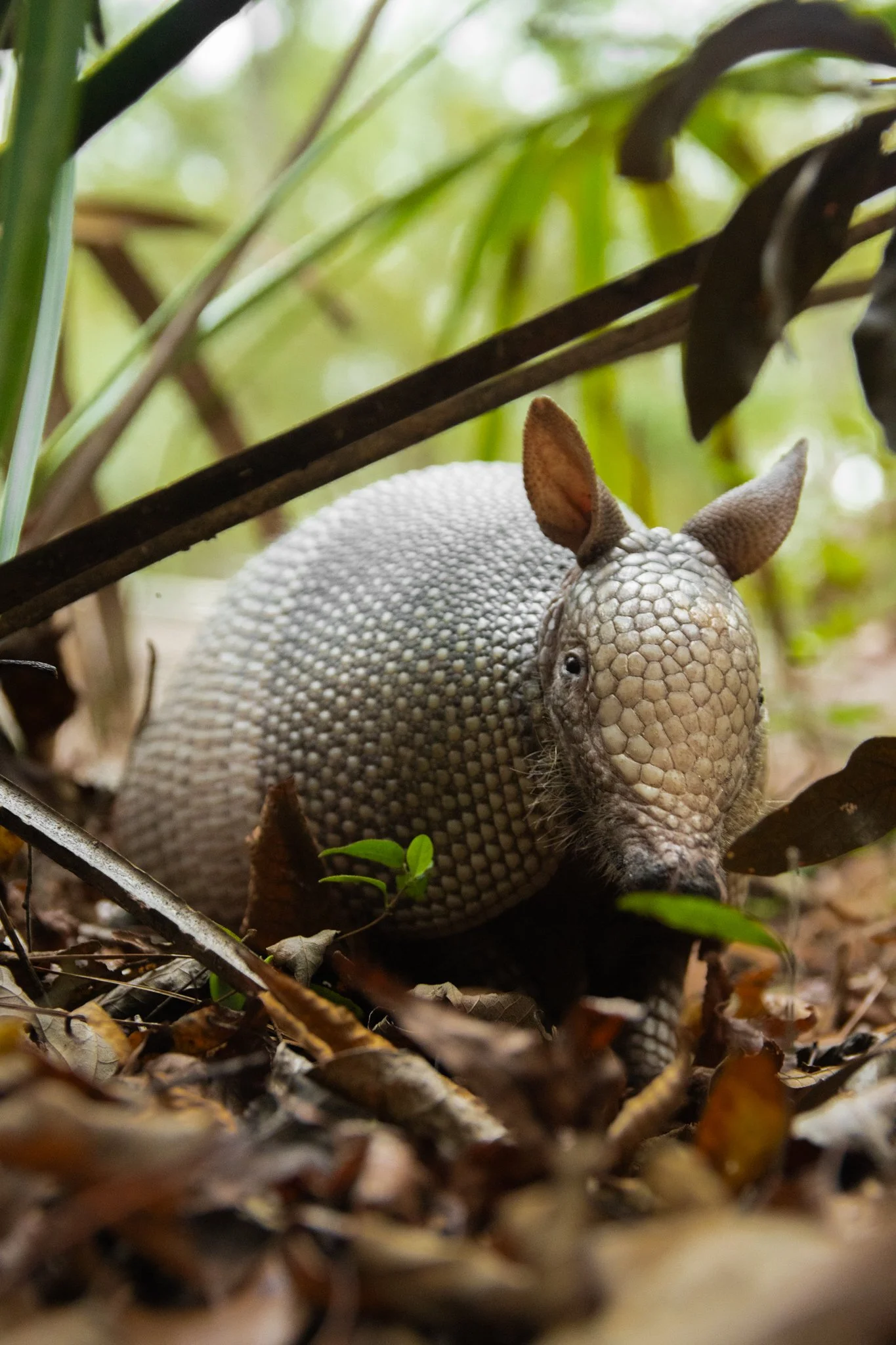 A baby armadillo with textured gray shell, small ears, and tiny tail, camouflaged among fallen leaves and greenery in a forest environment.