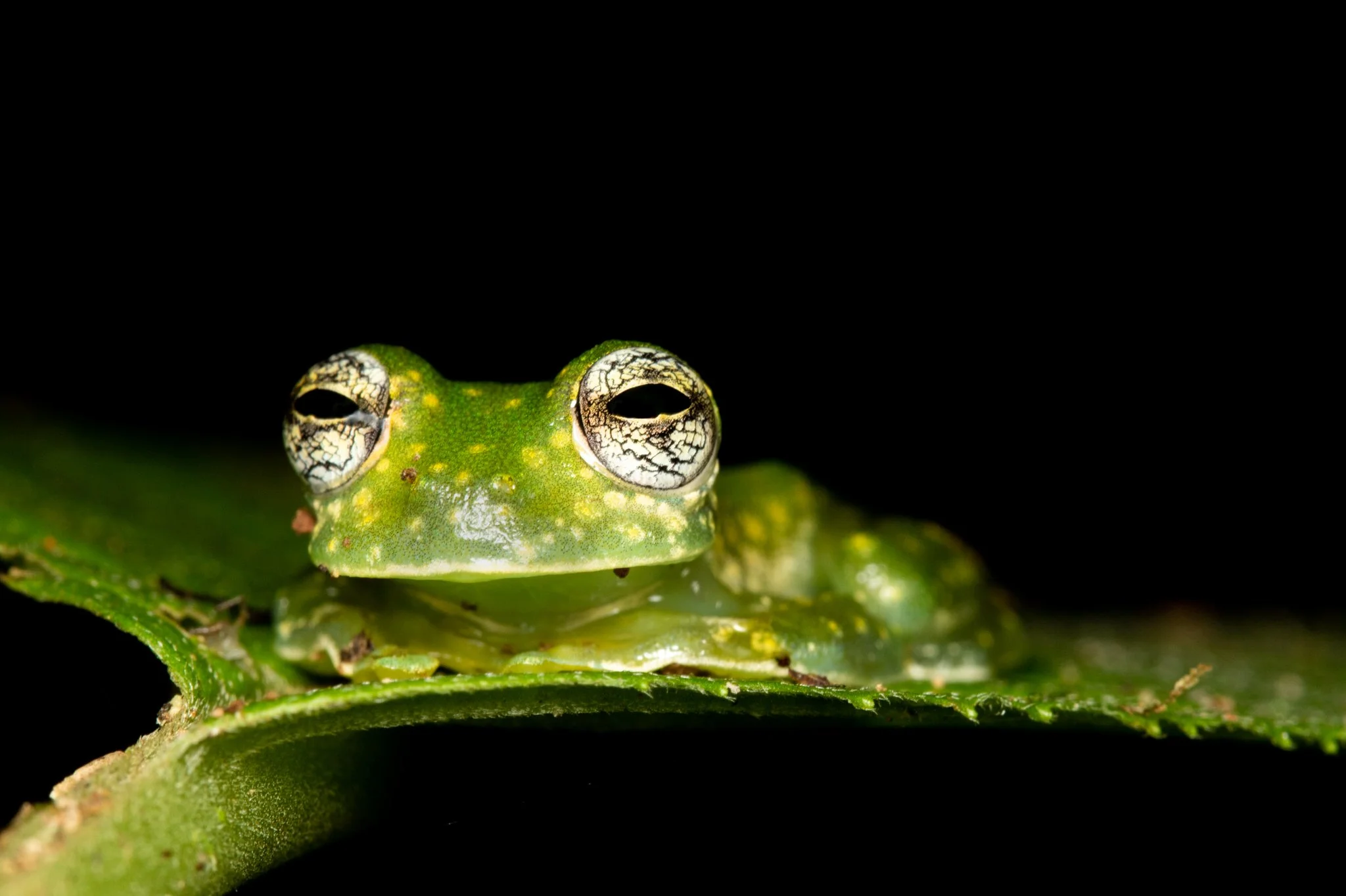 Close-up of a green frog with cracked, pale markings around its eyes, partially hiding beneath green leaves with black background.