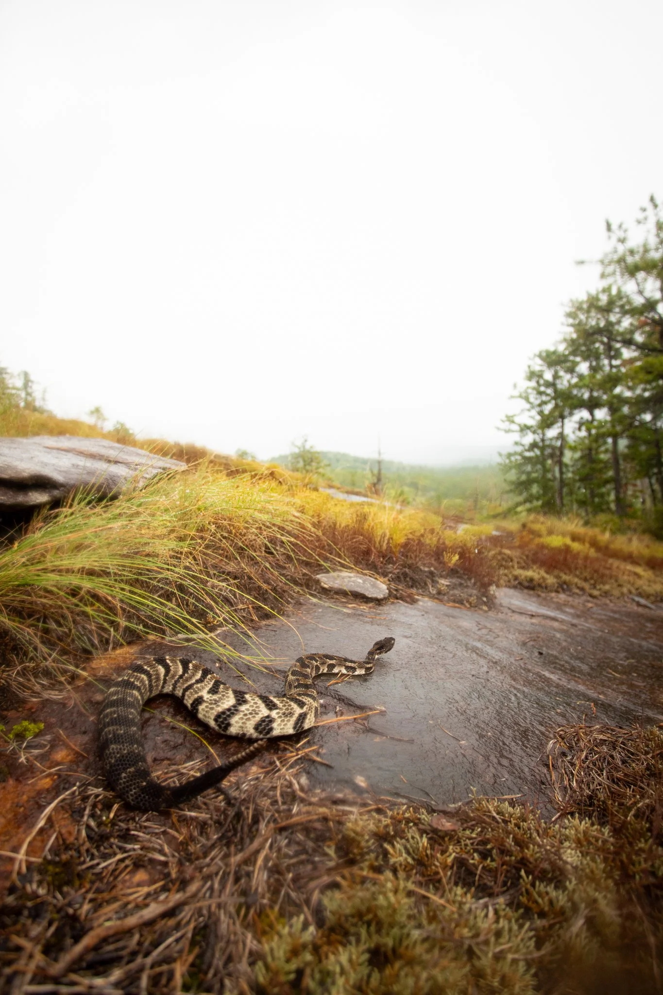 A snake with black and yellow markings slithering on a damp forest trail surrounded by grass, moss, and trees in a misty landscape.