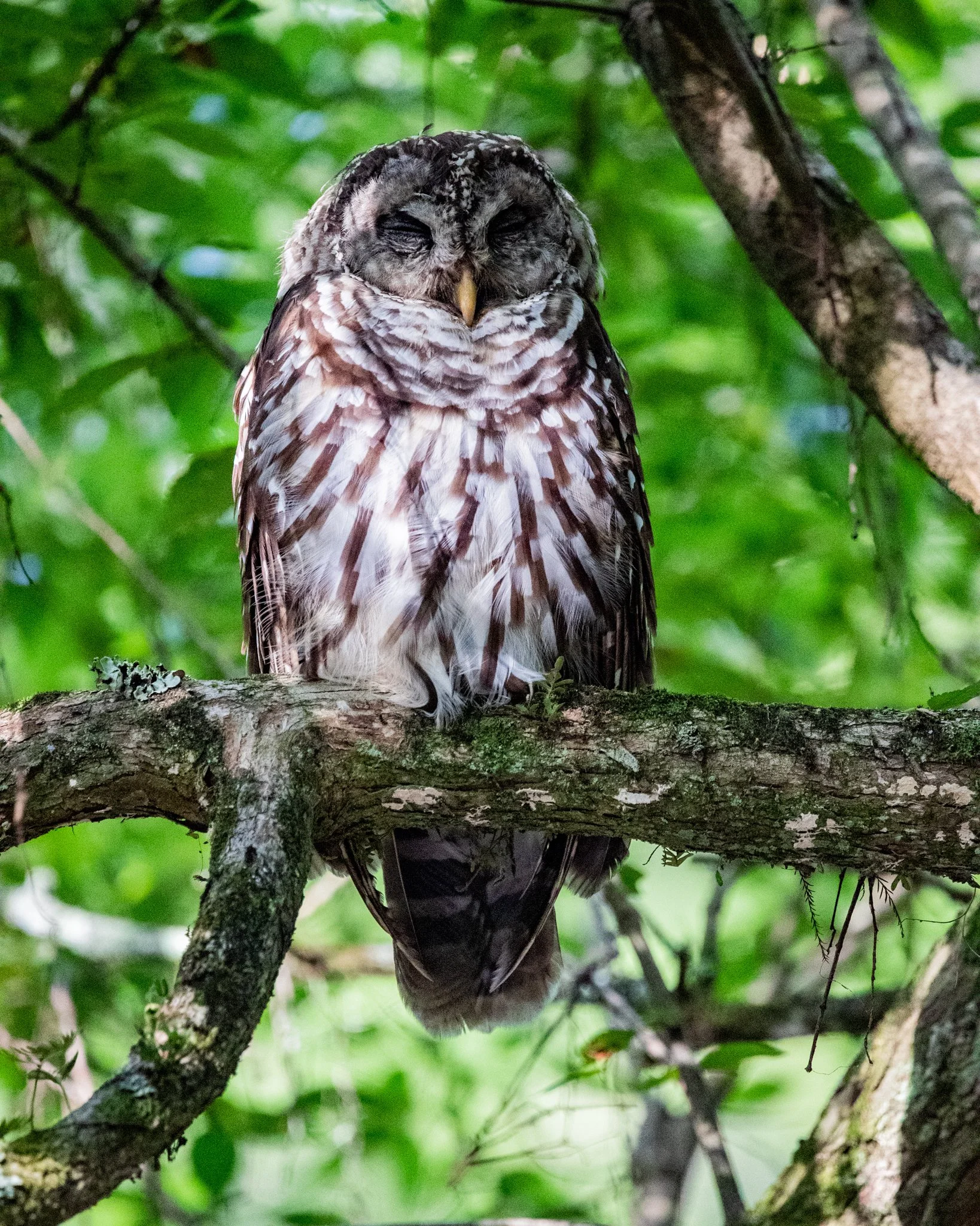 A grey and white mottled owl with its eyes closed, perched on a tree branch surrounded by green leaves.
