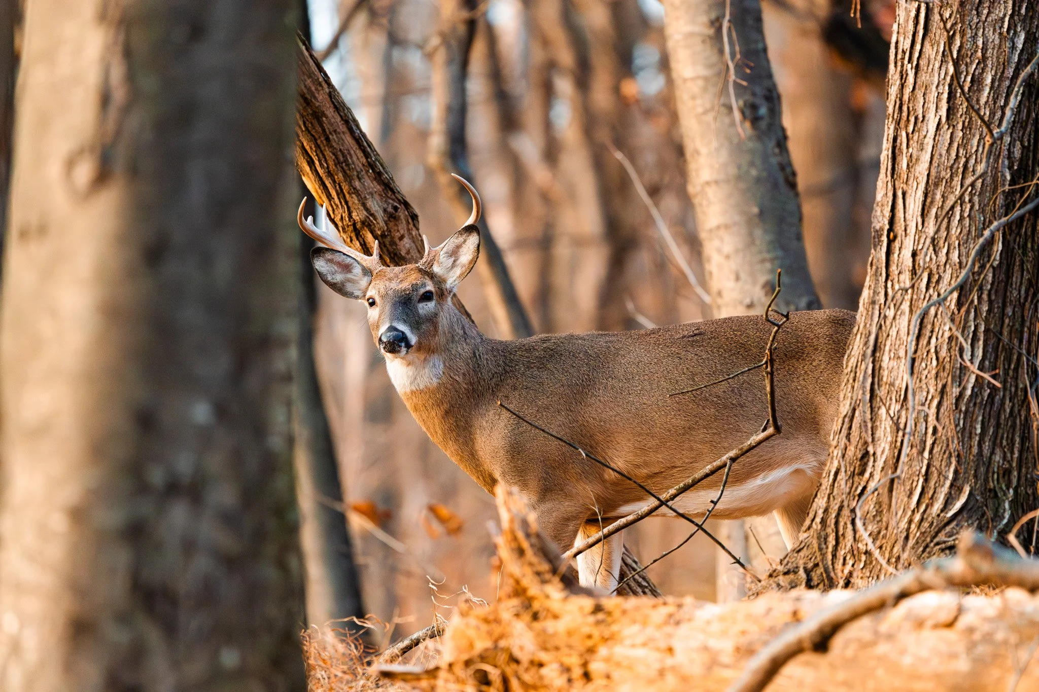 A deer with antlers standing among trees in a forest during fall, surrounded by fallen leaves.