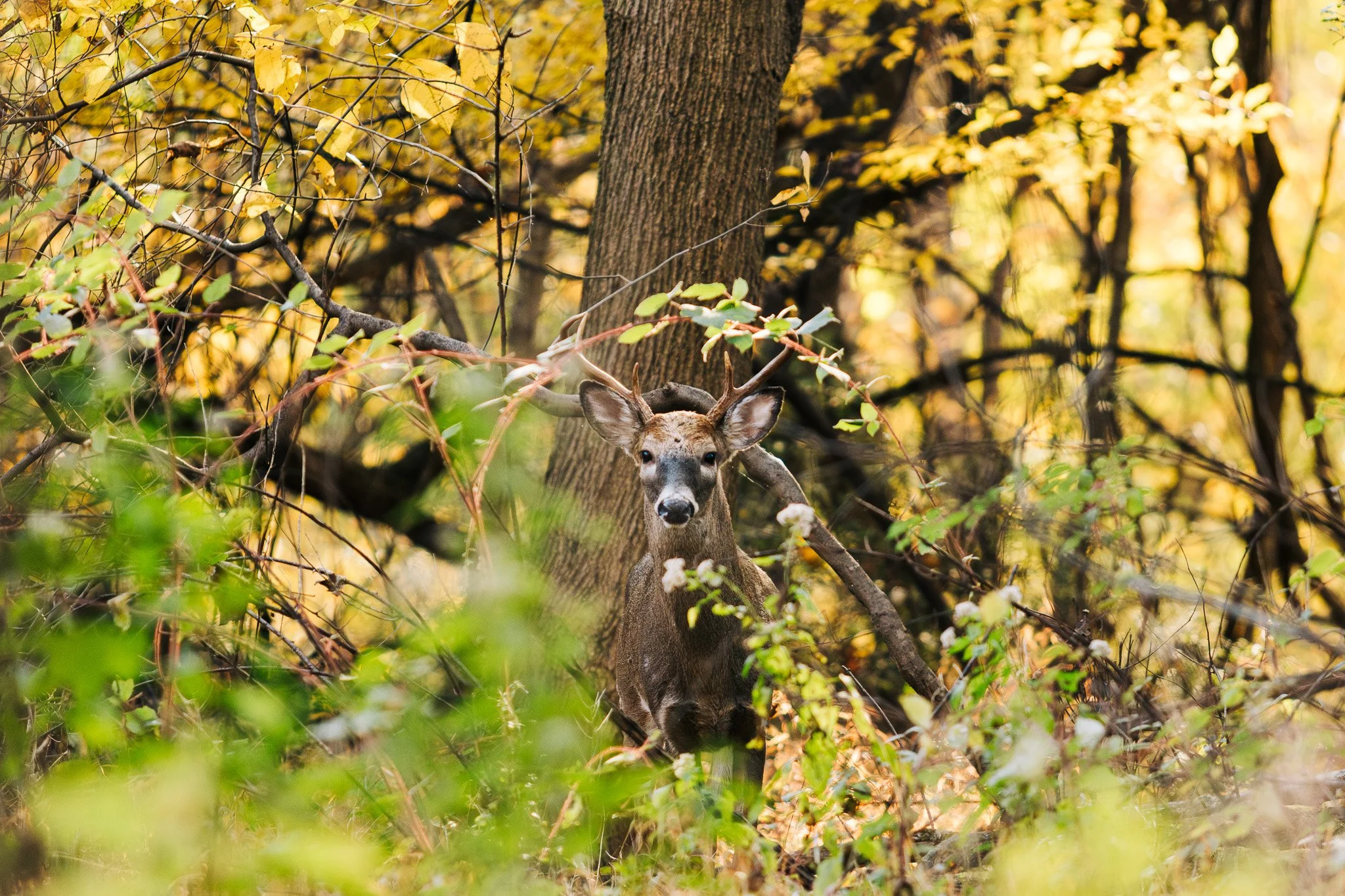 A young deer standing in a forest with autumn-colored leaves and trees, partially obscured by branches and foliage.