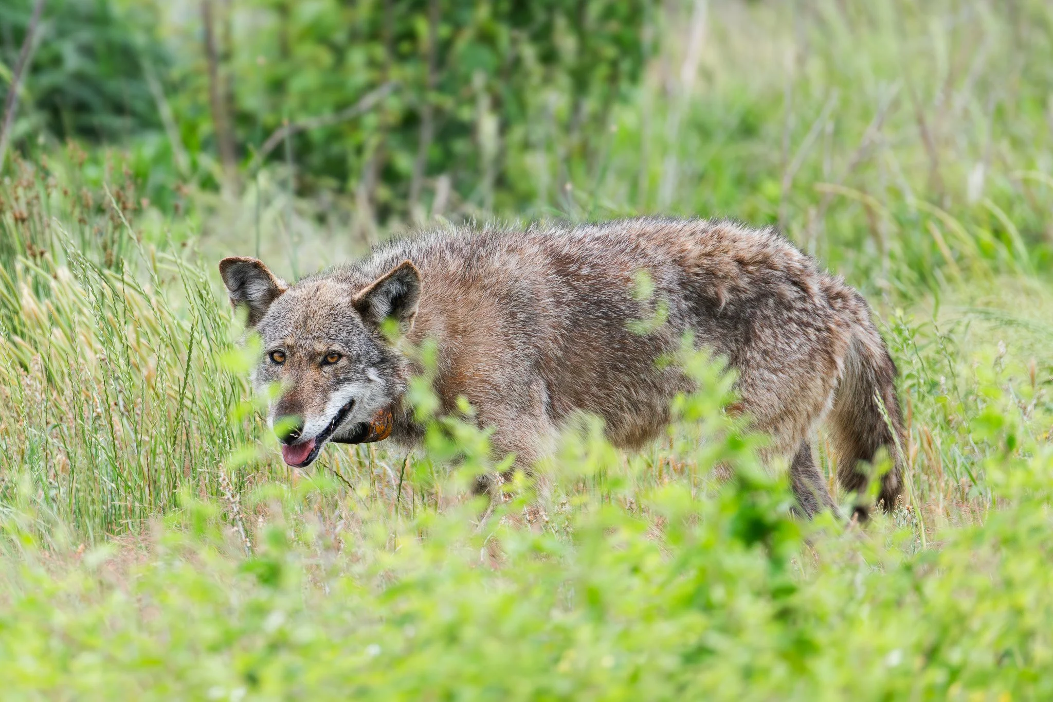 A wolf walking through a green forested area with tall grass and dense trees in the background.