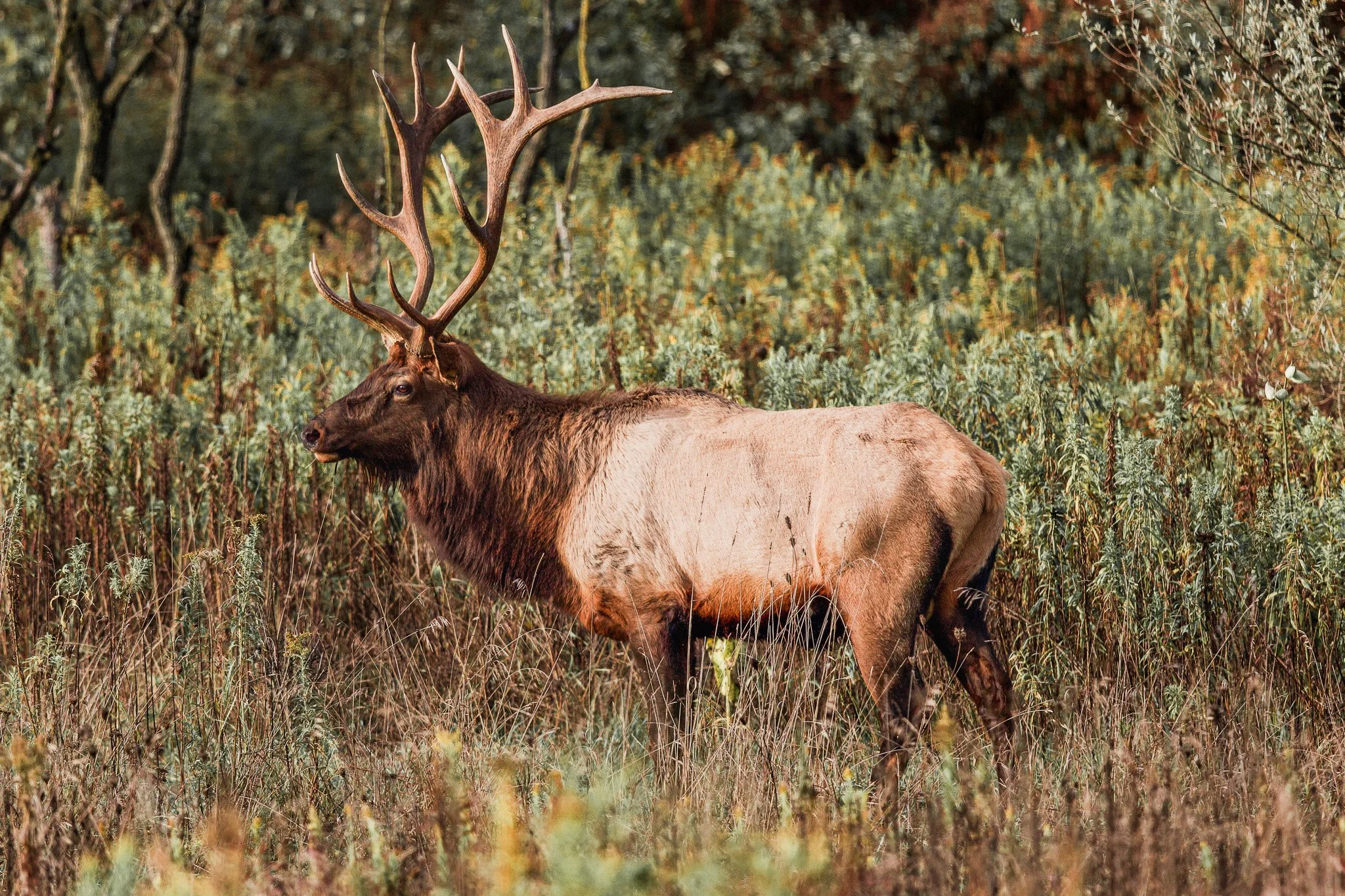 A large elk with impressive antlers stands in a grassy field surrounded by trees and shrubs.