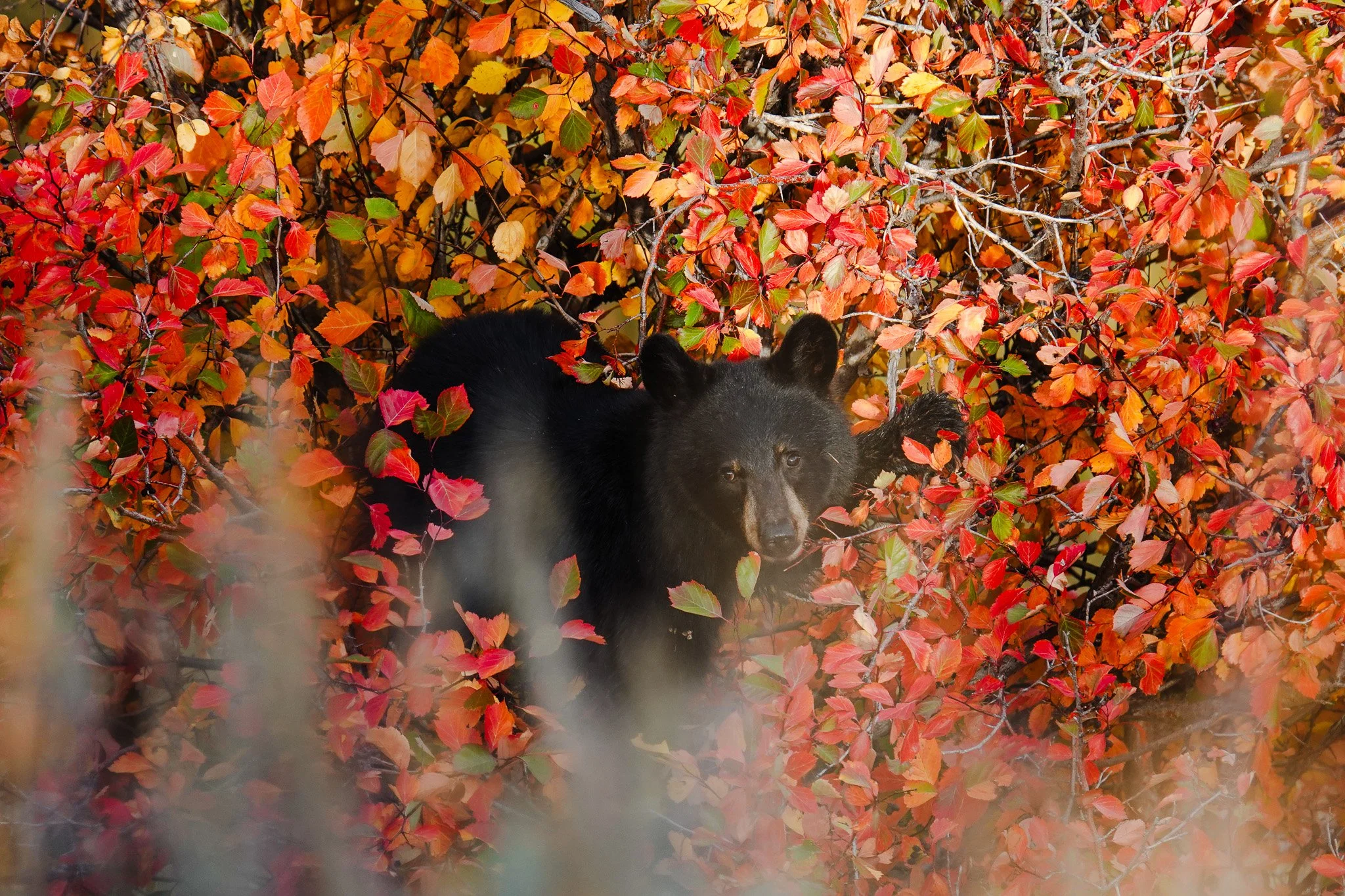A black bear is hidden among red, orange, and yellow autumn leaves on the branches of a tree.