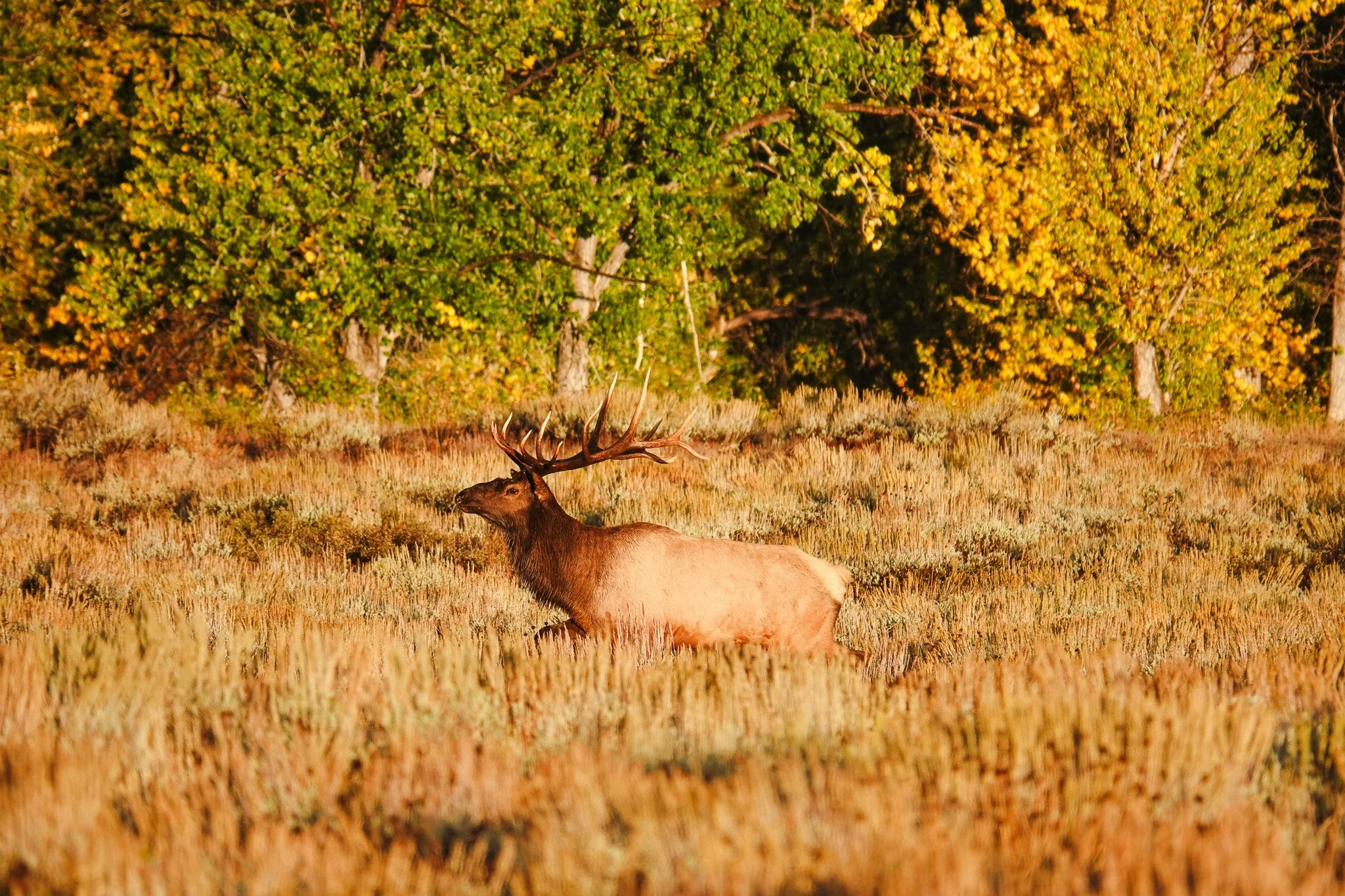 A moose standing in a field of tall grass with colorful autumn trees in the background.