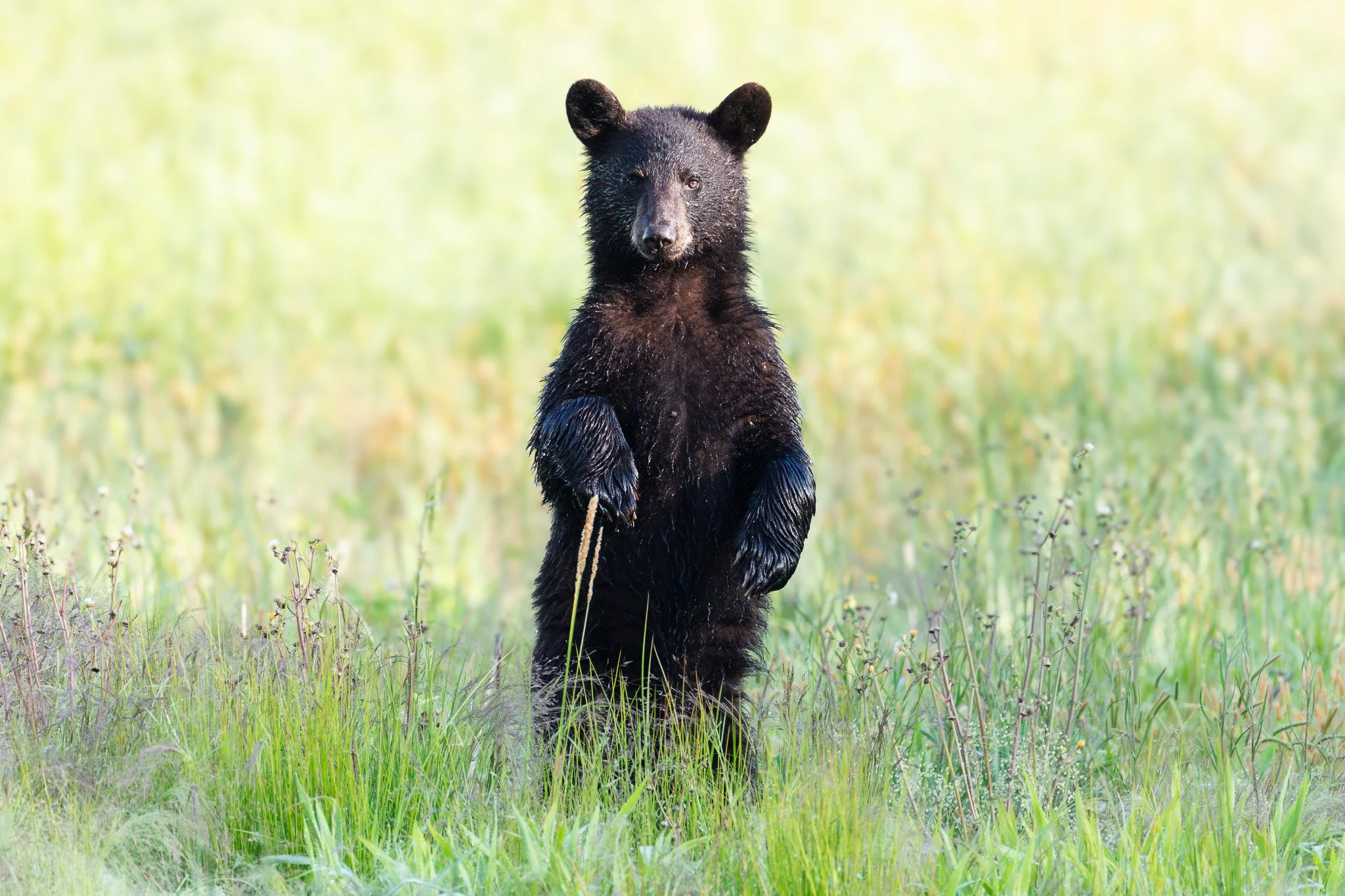 A black bear standing on its hind legs in a grassy field with green vegetation.