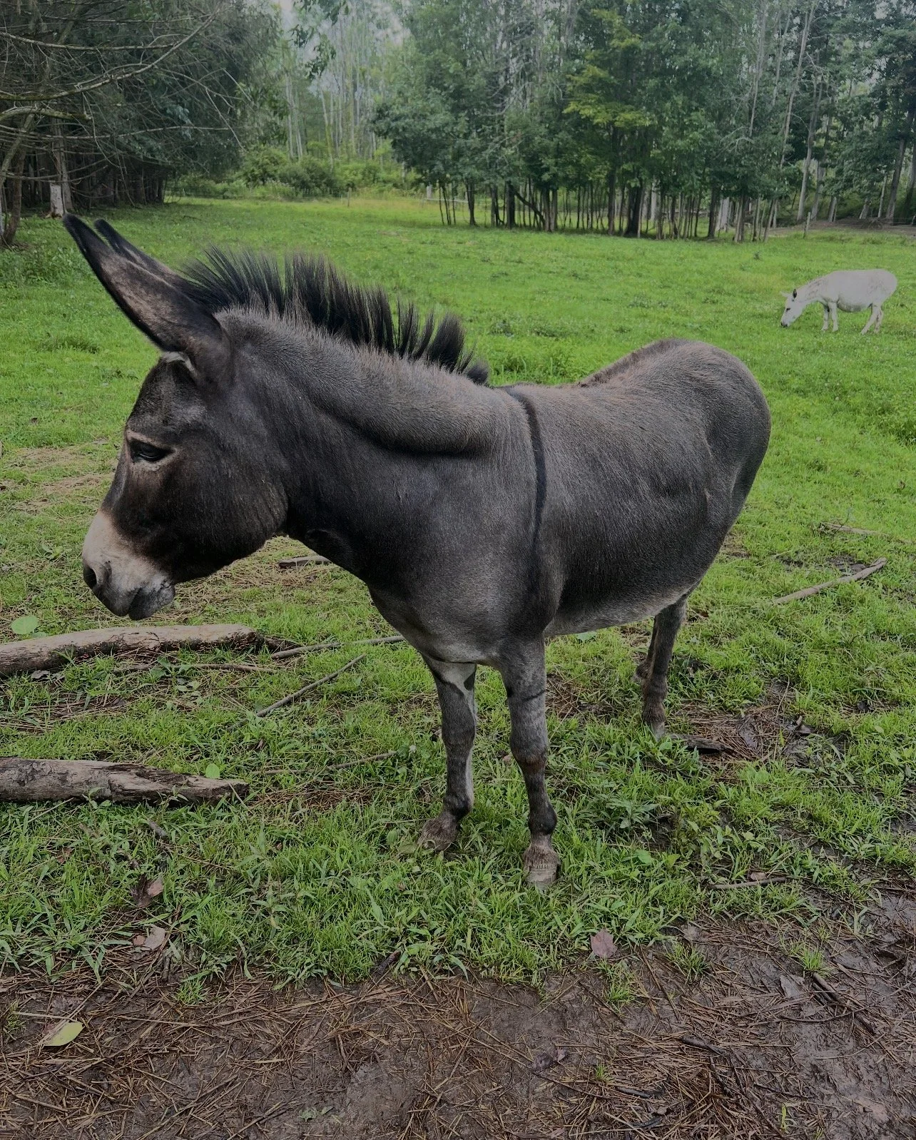 A young donkey standing on grass with trees in the background, and a white donkey grazing in the distance.