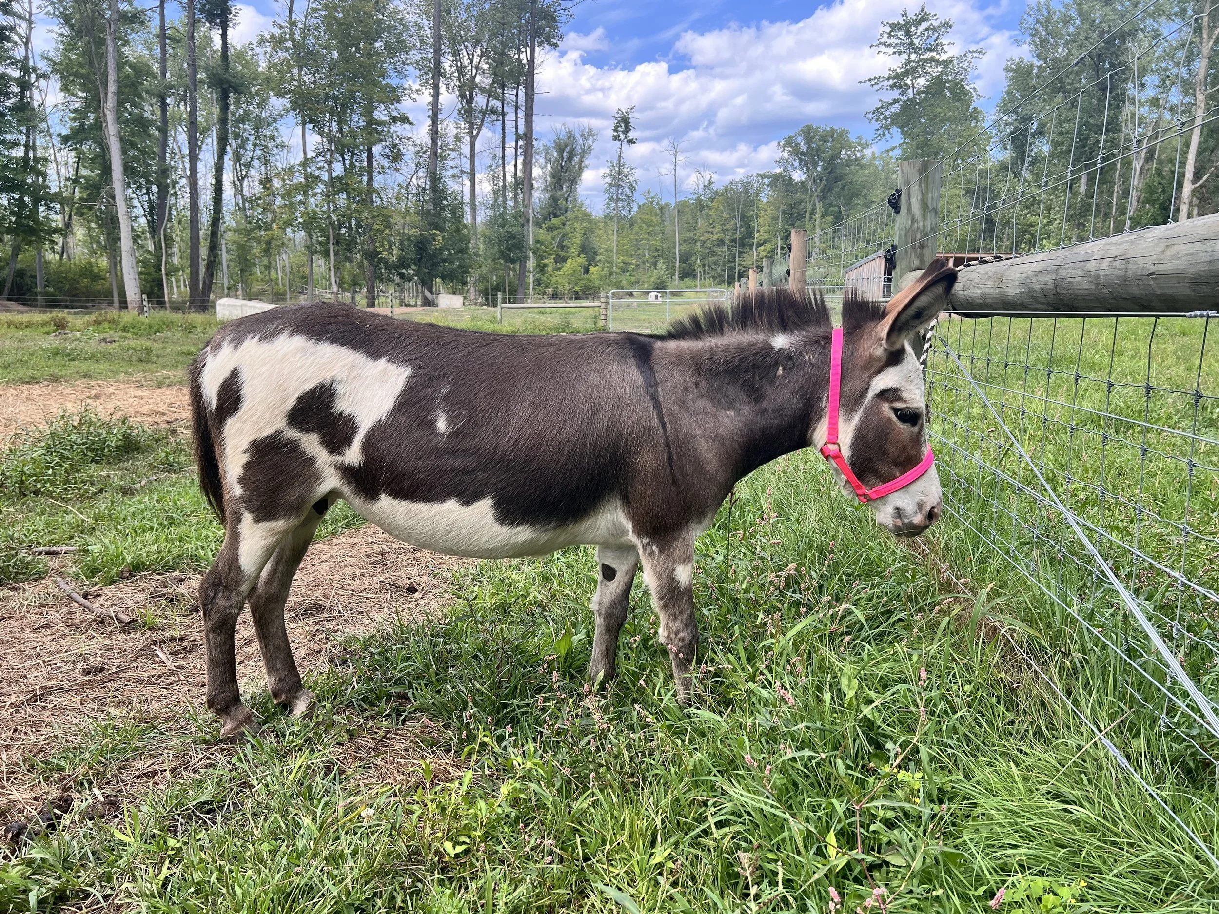 A spotted miniature donkey with a pink halter standing near a wire fence on grassy ground with trees and blue sky in the background.