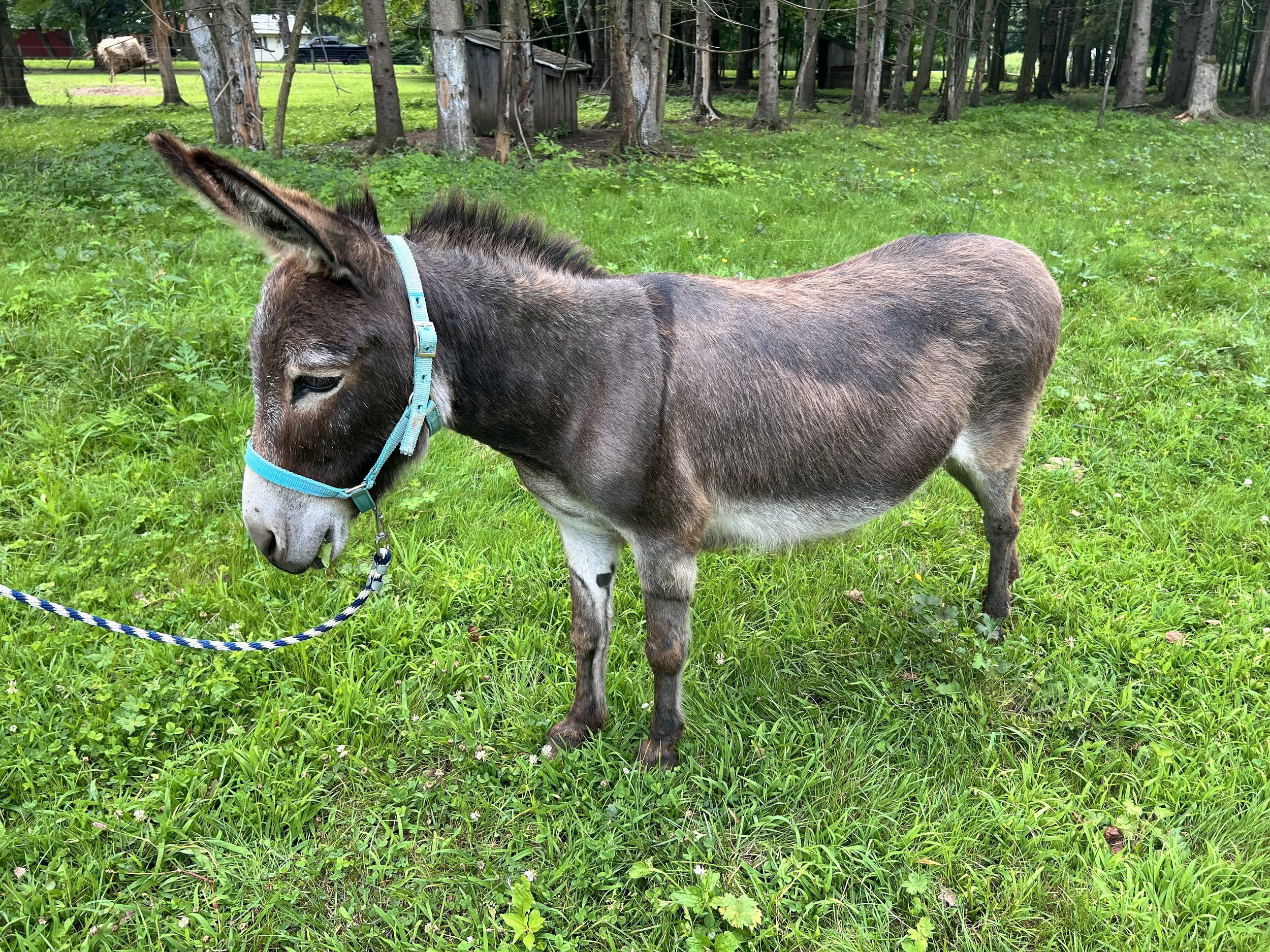 A miniature donkey with gray and brown fur and large ears wears a blue halter and stands on green grass in a wooded yard at Little Oxen Farm in upstate New York.