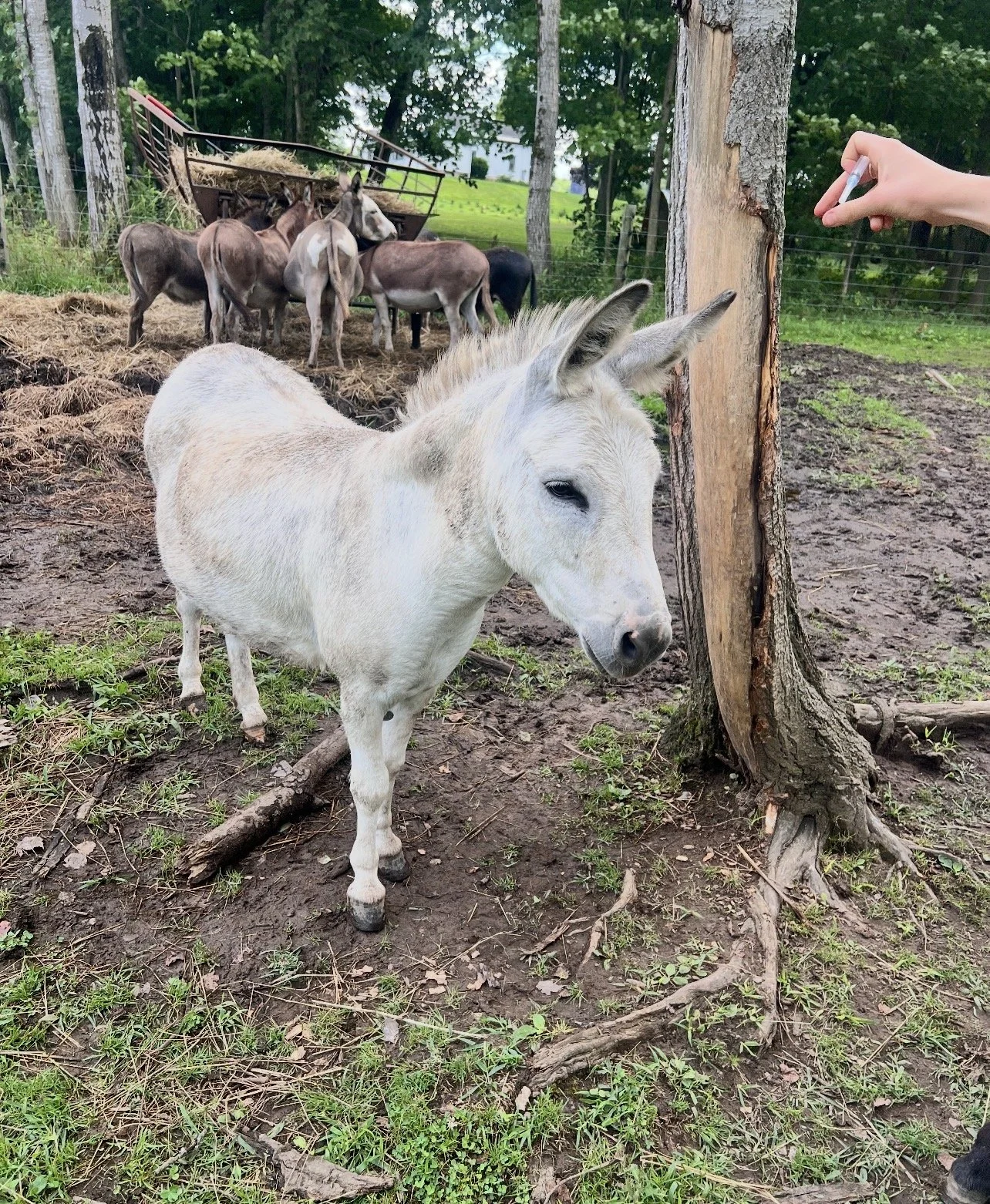 A small white donkey standing near a tree with a broken trunk, with a group of donkeys in the background near a hay feeder in a grassy outdoor enclosure.