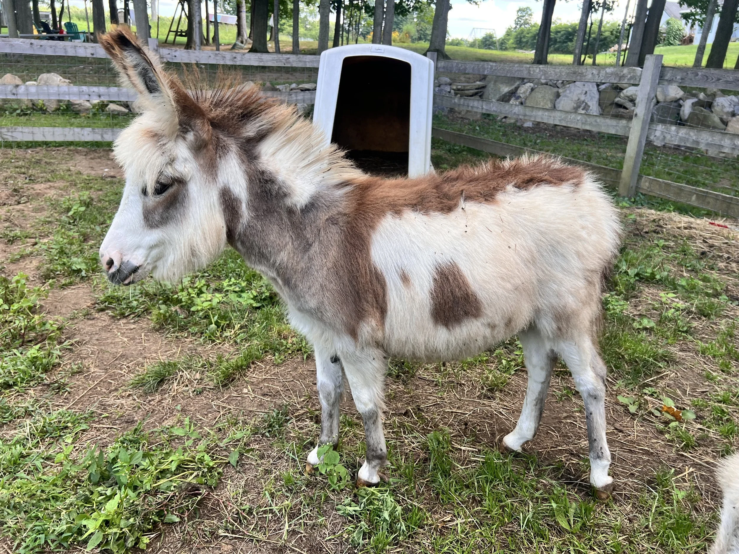 A jennet miniature donkey foal standing in a grassy area near a white shed, with a wooden fence, trees, and some outdoor furniture in the background.