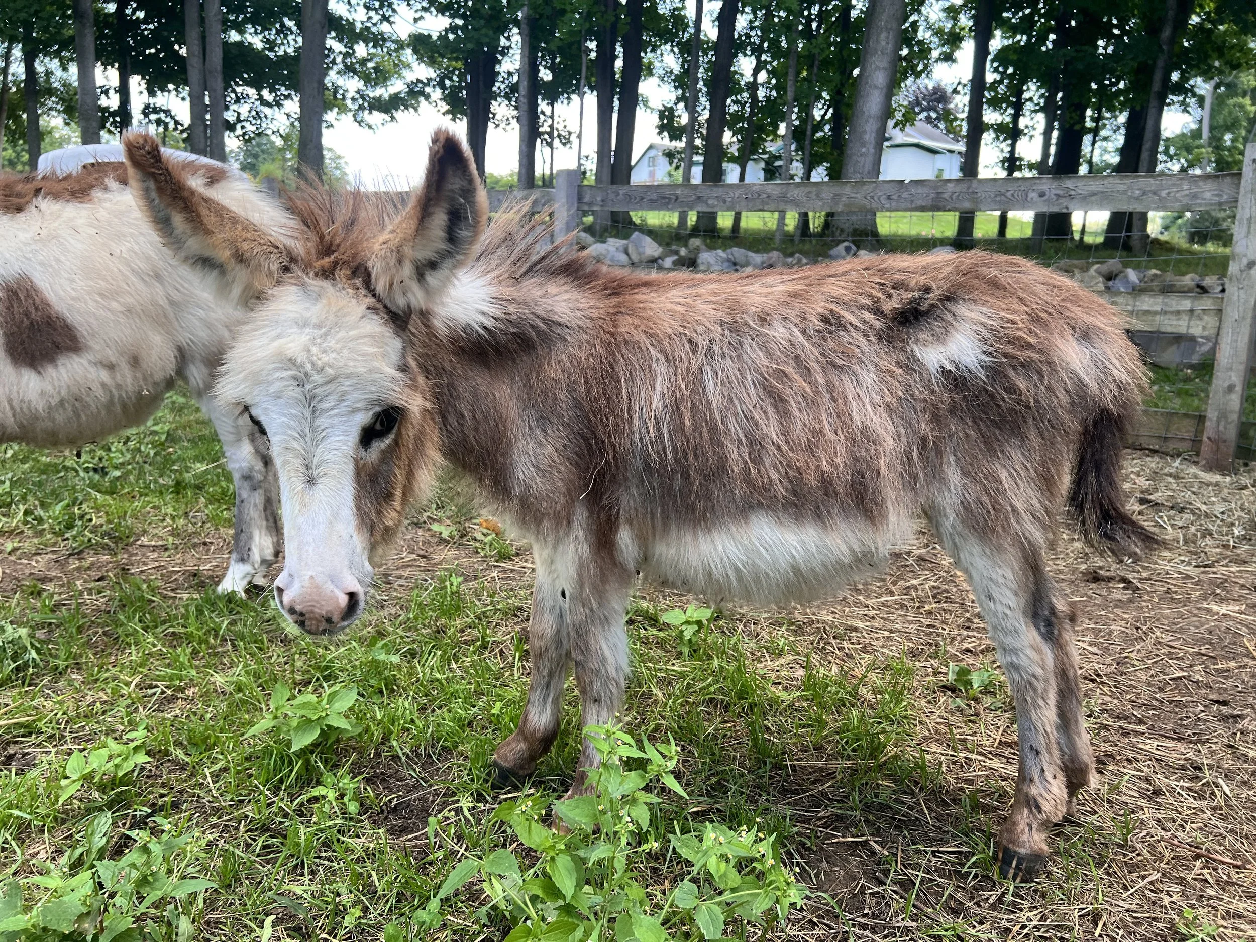 A jennet mini donkeys standing outdoors near a fence with trees and a house in the background at Little Oxen Farm in New York.