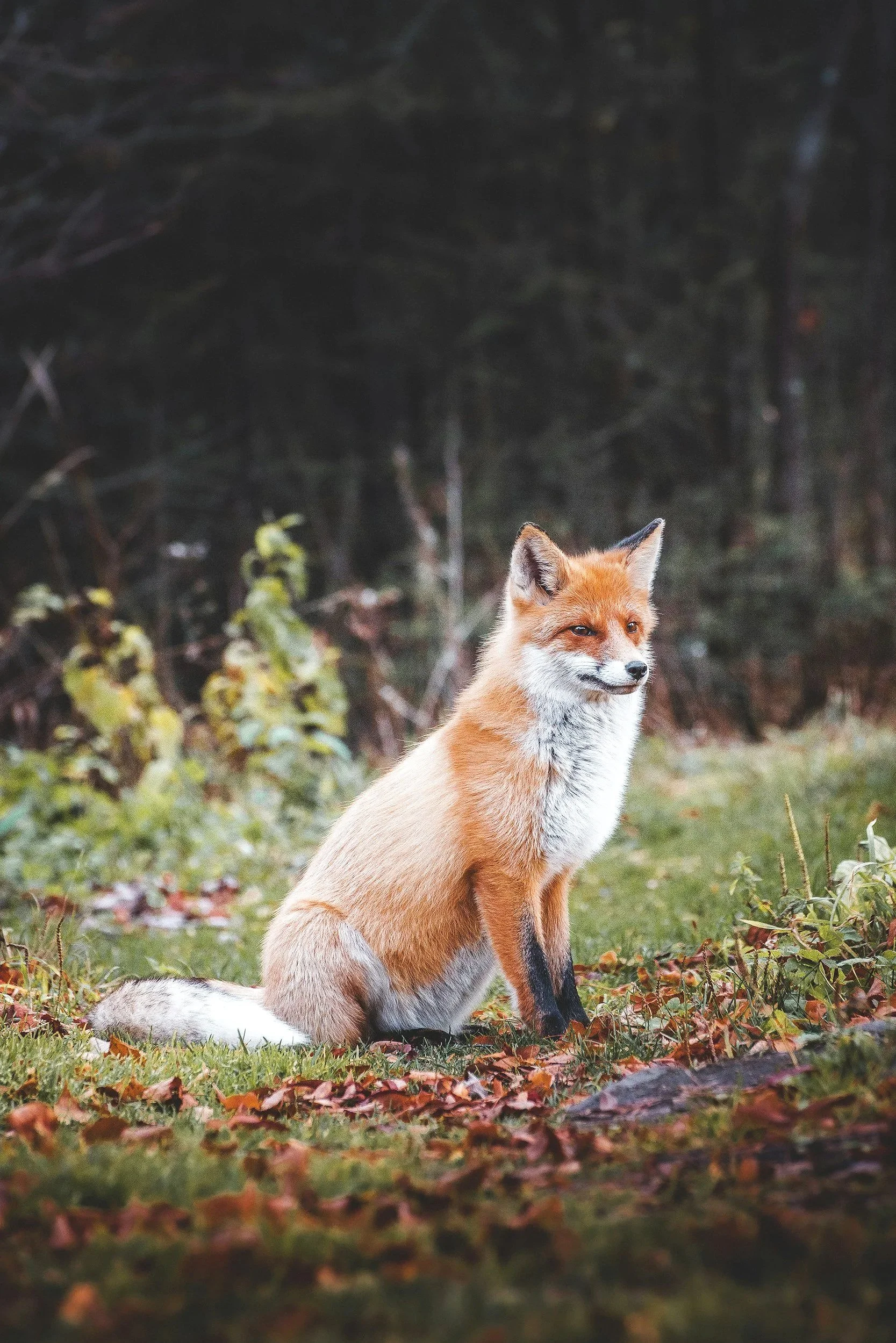 Red fox in a forest clearing