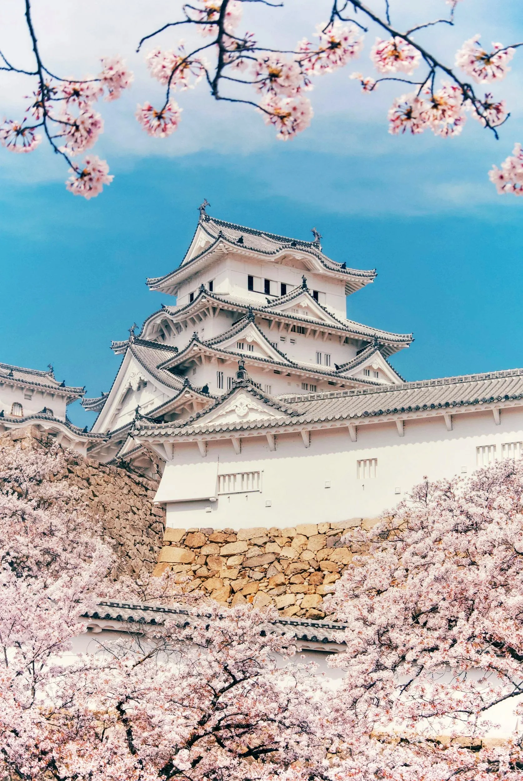 A traditional Japanese castle with pink cherry blossoms in full bloom in front and around it, under a blue sky.
