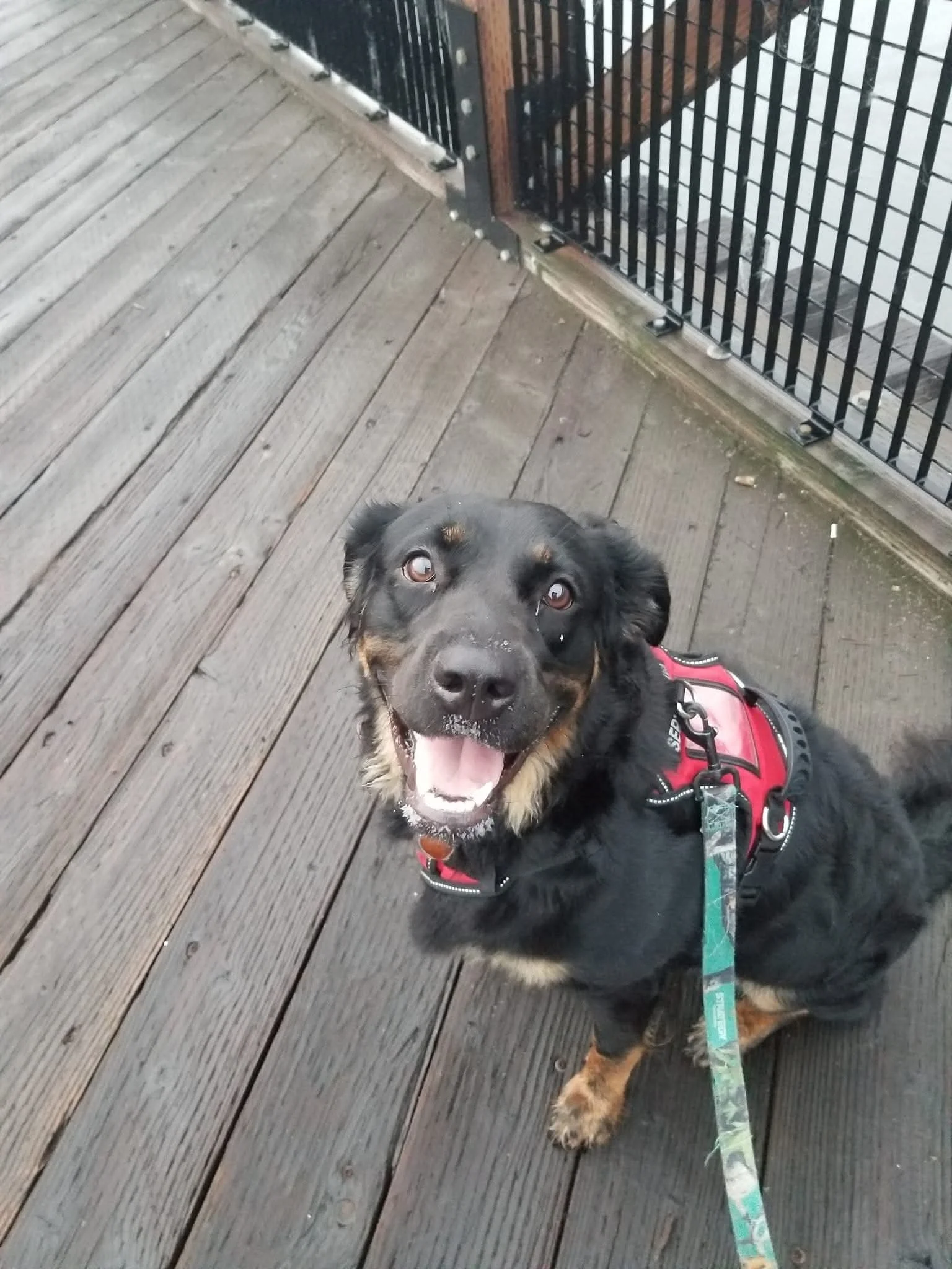 My Service Dog, Zoe.