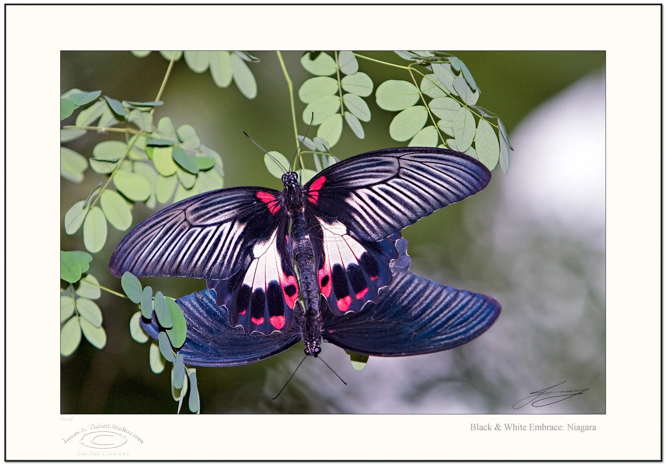 Black&White_Embrace_MG_3916-070126_V1-FRAME_W.jpg