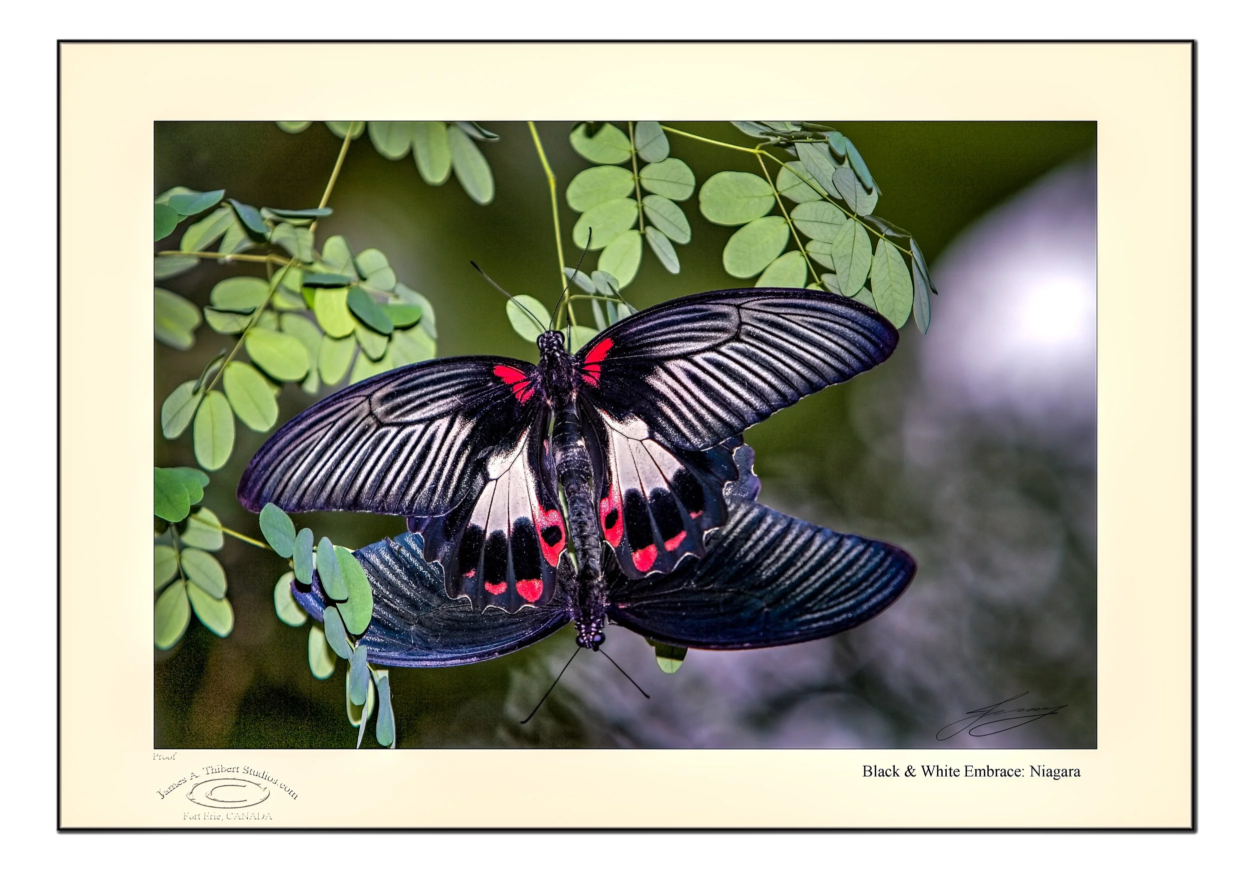 Black&White_Embrace_MG_3916-070126_V1-FRAME2 copy.jpg