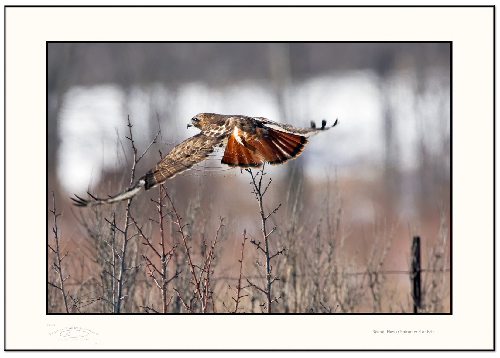 RedtailHawk_Epitome_MG_2225-080224-V1-Frame_prepress.jpg