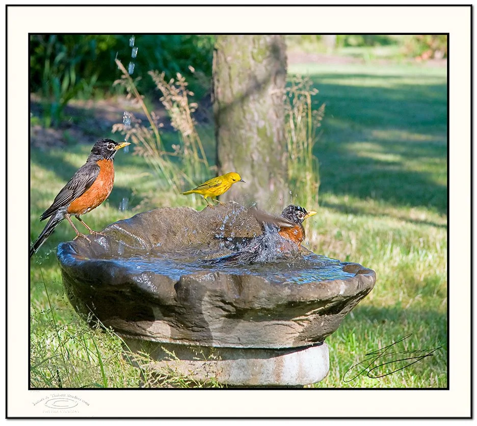 BIRDBATH-Treo_MG_7965-070728-v1-Frame-prepress.jpg
