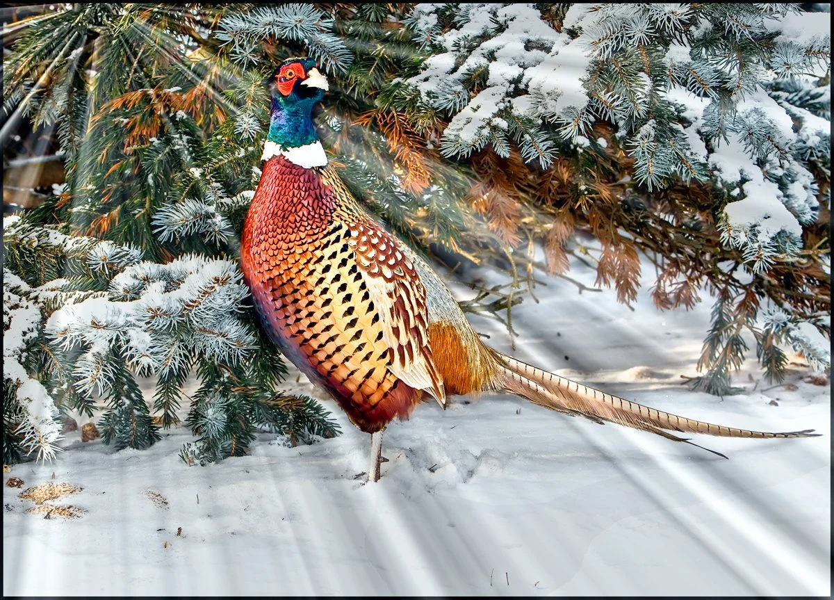 Pheasant-left-full_MG_0087-081205_Lucis_radiants_shrp.jpg