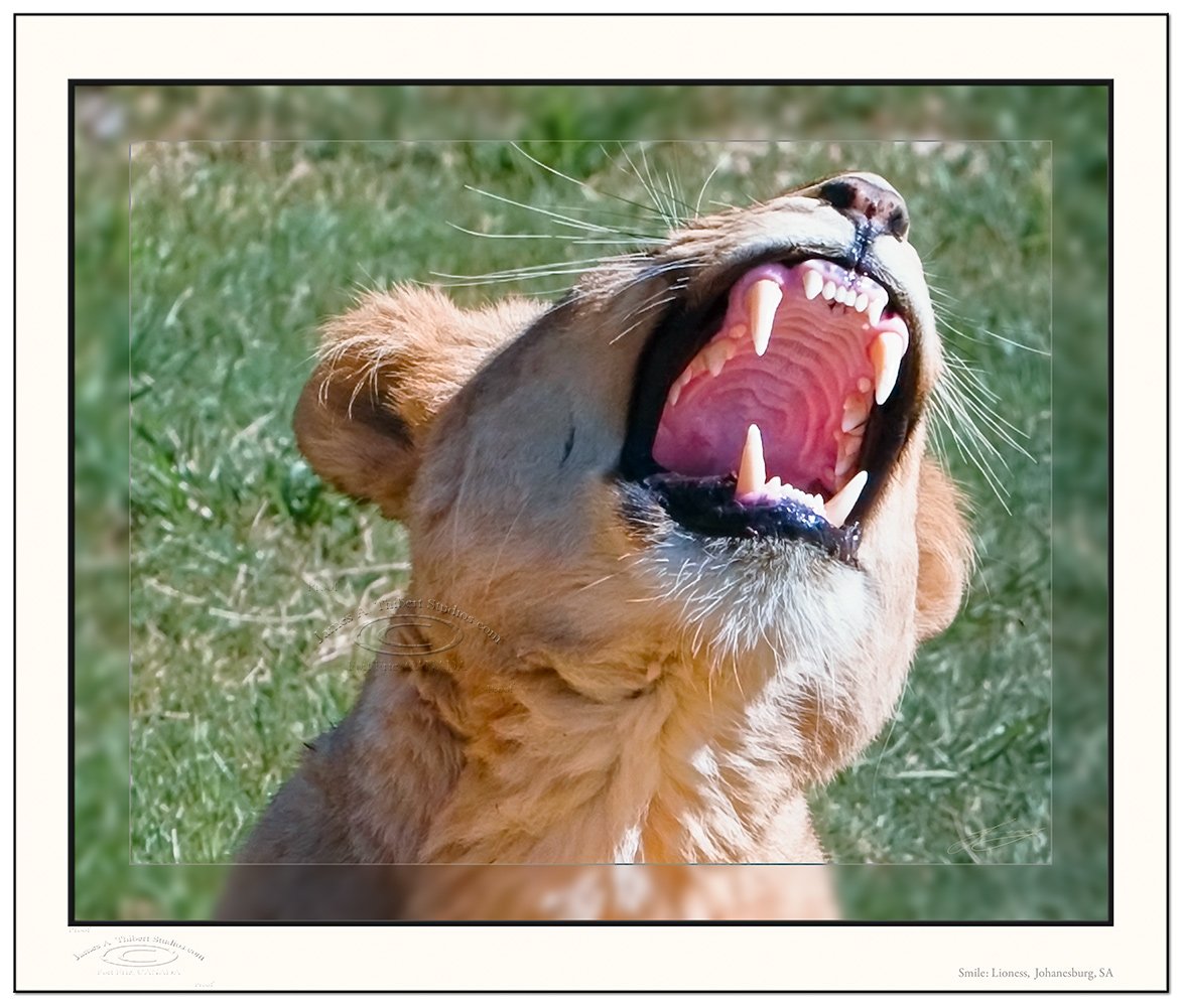 Lioness_BigGulp-100_3176-080409-V1-mirror-Frame-prepress.jpg