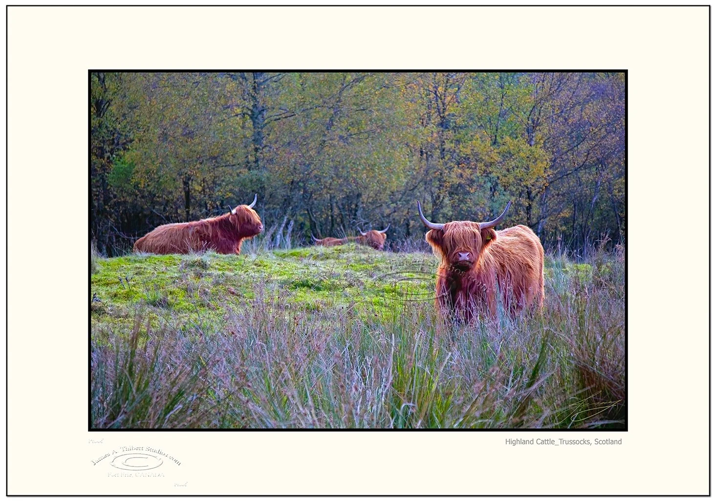 3HiLandCattle_100_1188-V1-071030_Frame_prepress.jpg