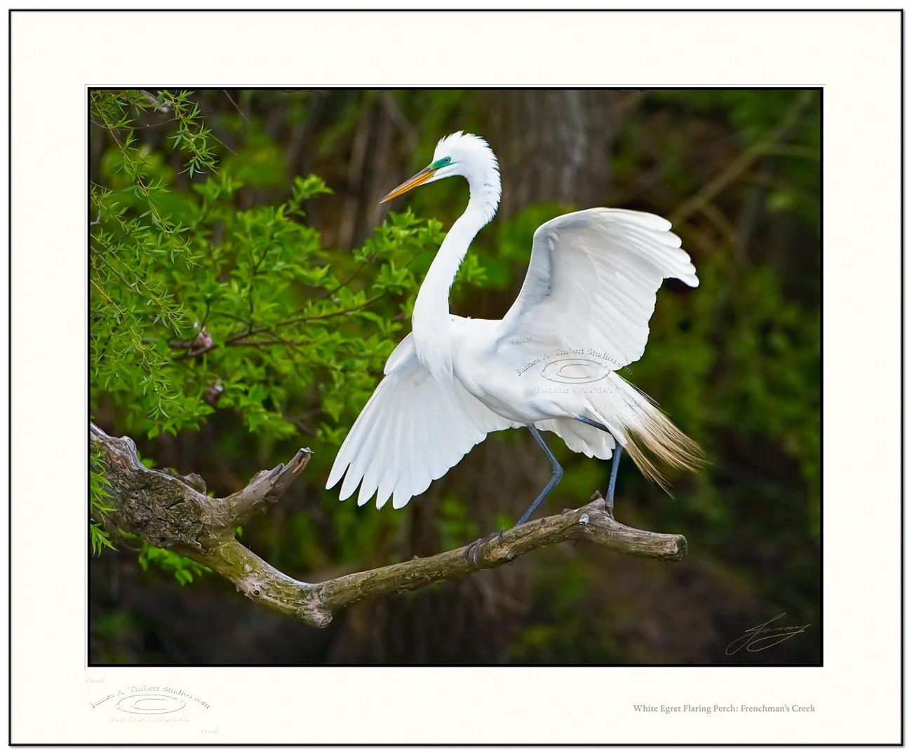 WhiteEgret-Flared-on-Pertch-left_MG_5088-080511-V1-Frame-prepress.jpg
