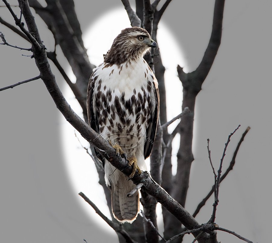MaleHawk-Pertched_MG_2452-080110-vignette.jpg