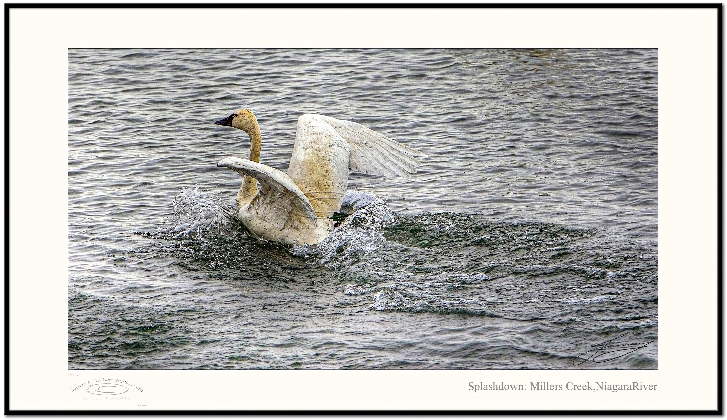 Splashdown_Swans_MG_4685_070301_V1-Frame-prepress.jpg