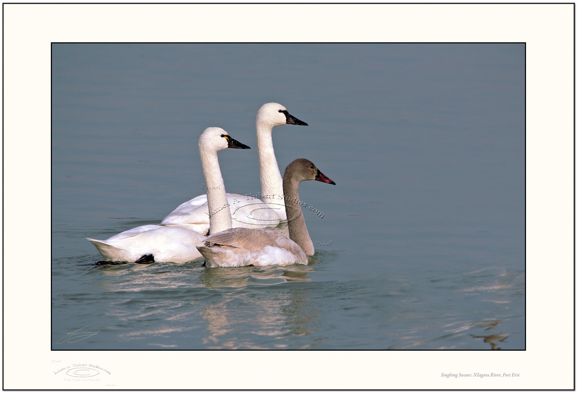 ThreeSwans-_MG_2494-080111-v1-Frame-prepress.jpg