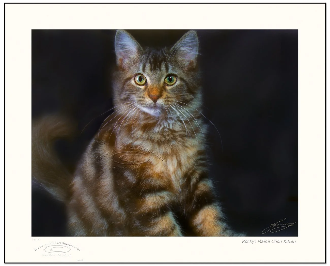 Rocky_MaineCoonKitten-mg_935_070929_V1-Frame-prepress.jpg