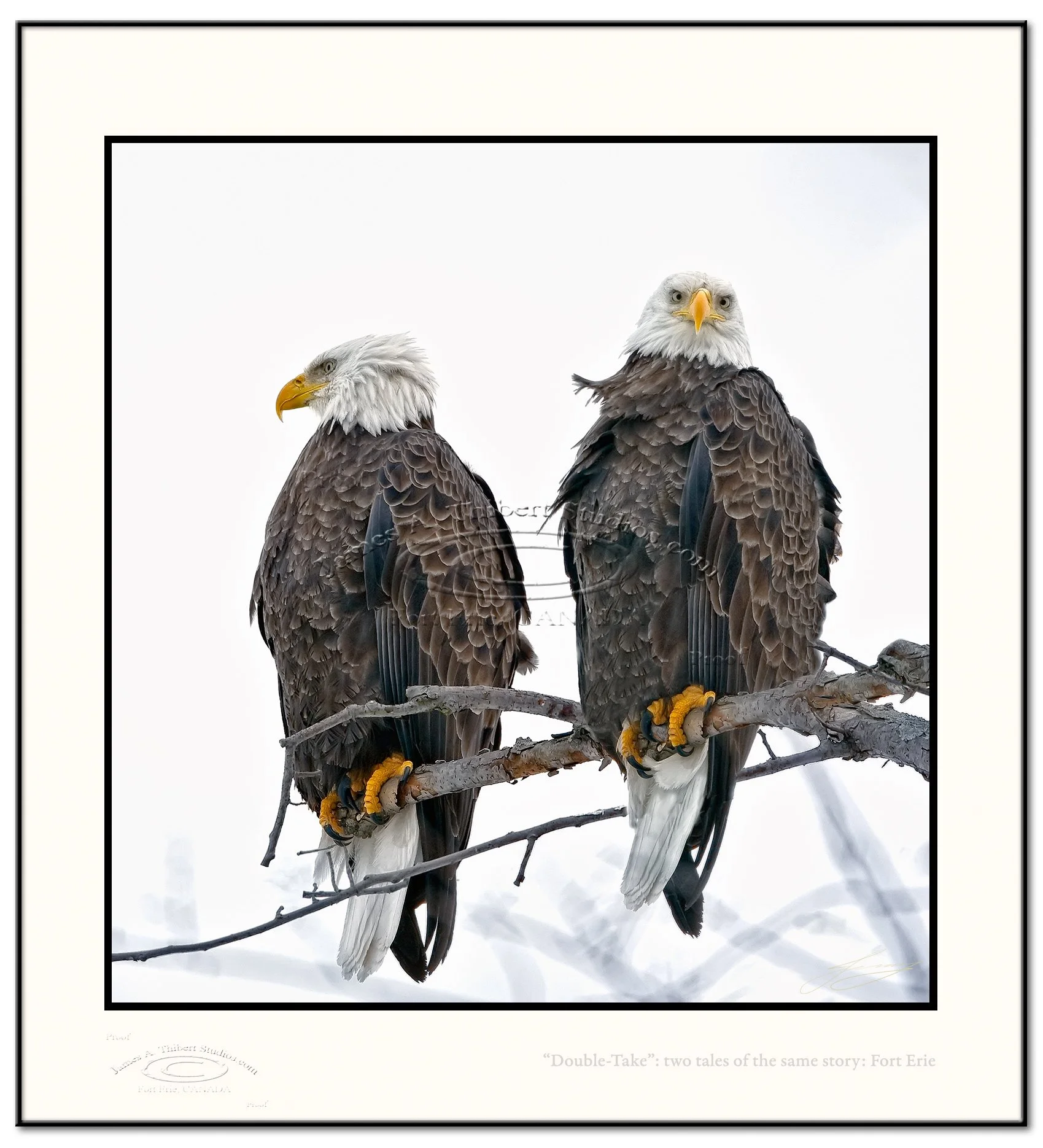 DoubleTake_TwinBaldEaglesRoosted_MG_3078-080214_Frame-prepress.jpg