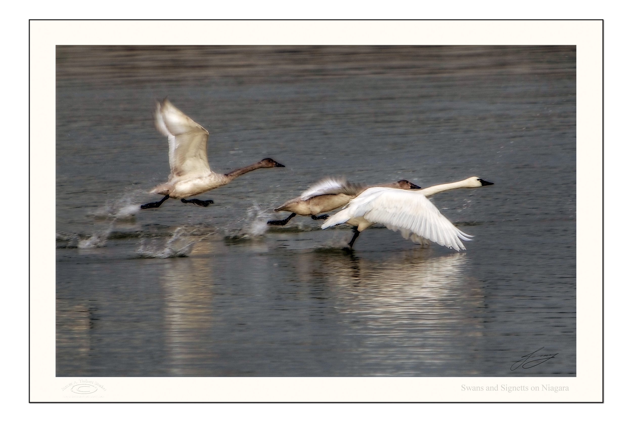 Swan-Signetts-MG_2217_061212_v1_FRAME copy.jpg