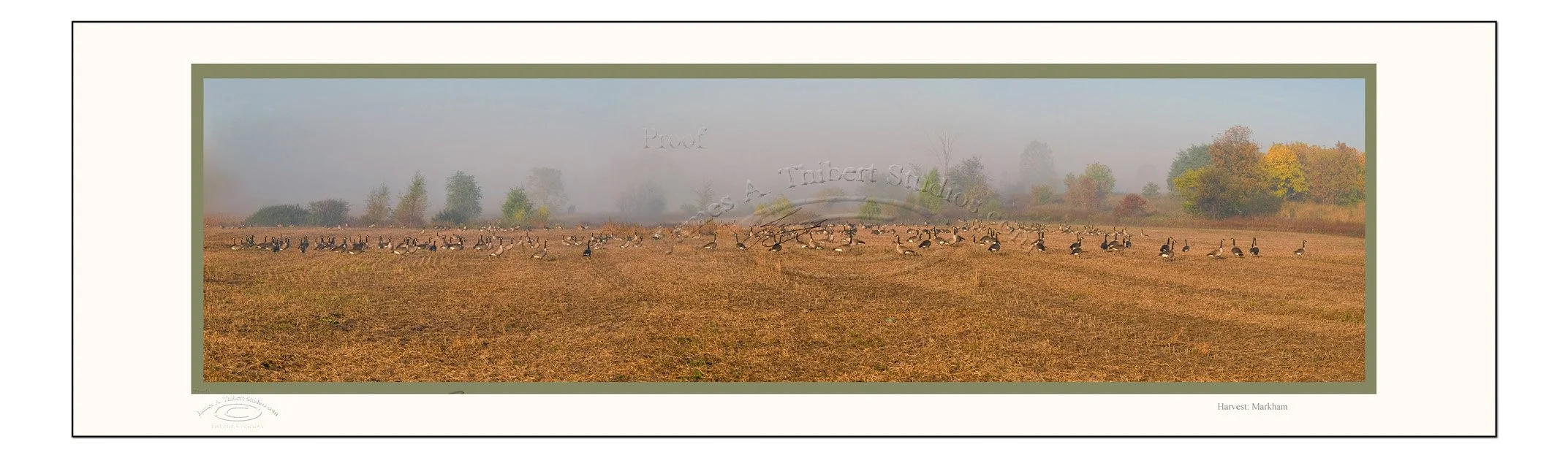 SITTING_GEESE_HARVEST-Mosaic-070126-Frame-Prepress.jpg