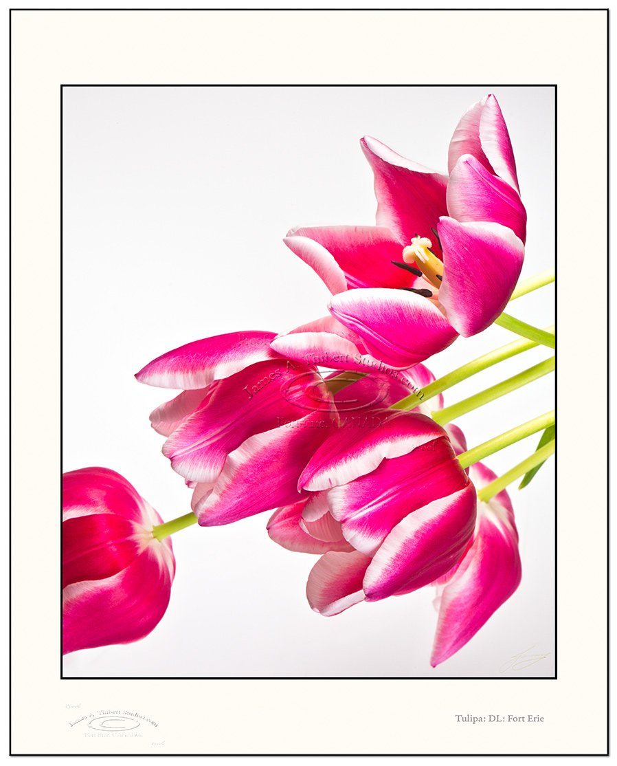 Tulipa_MG_3151-0802232_v1-Frame_prepress.jpg