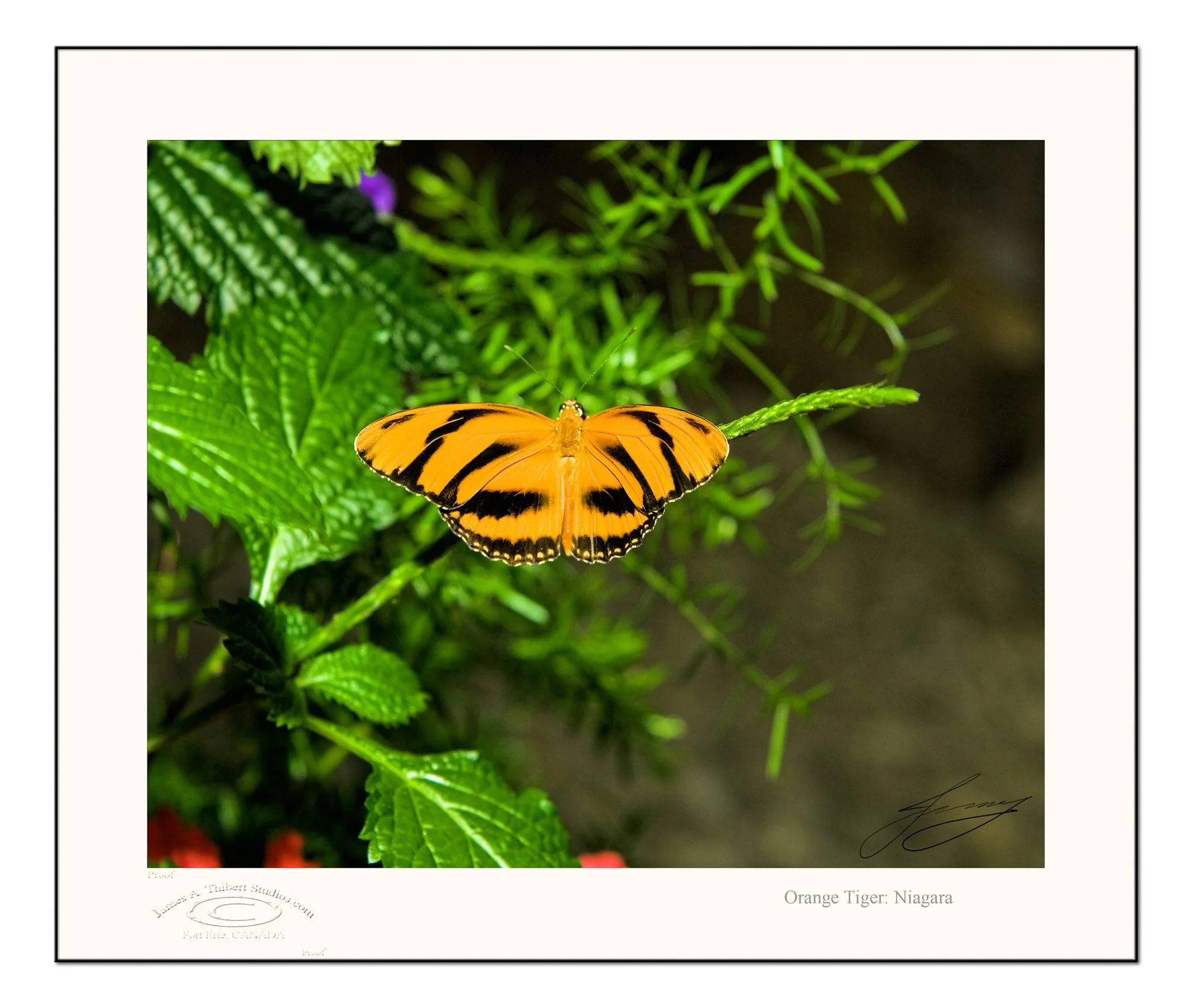 OrangeTiger_MG_3979-070125-V1-FRAME-prepress.jpg
