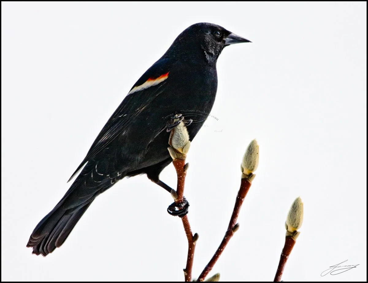 REdYellowWingedBlackbird_MG_2414_080317_2px.jpg