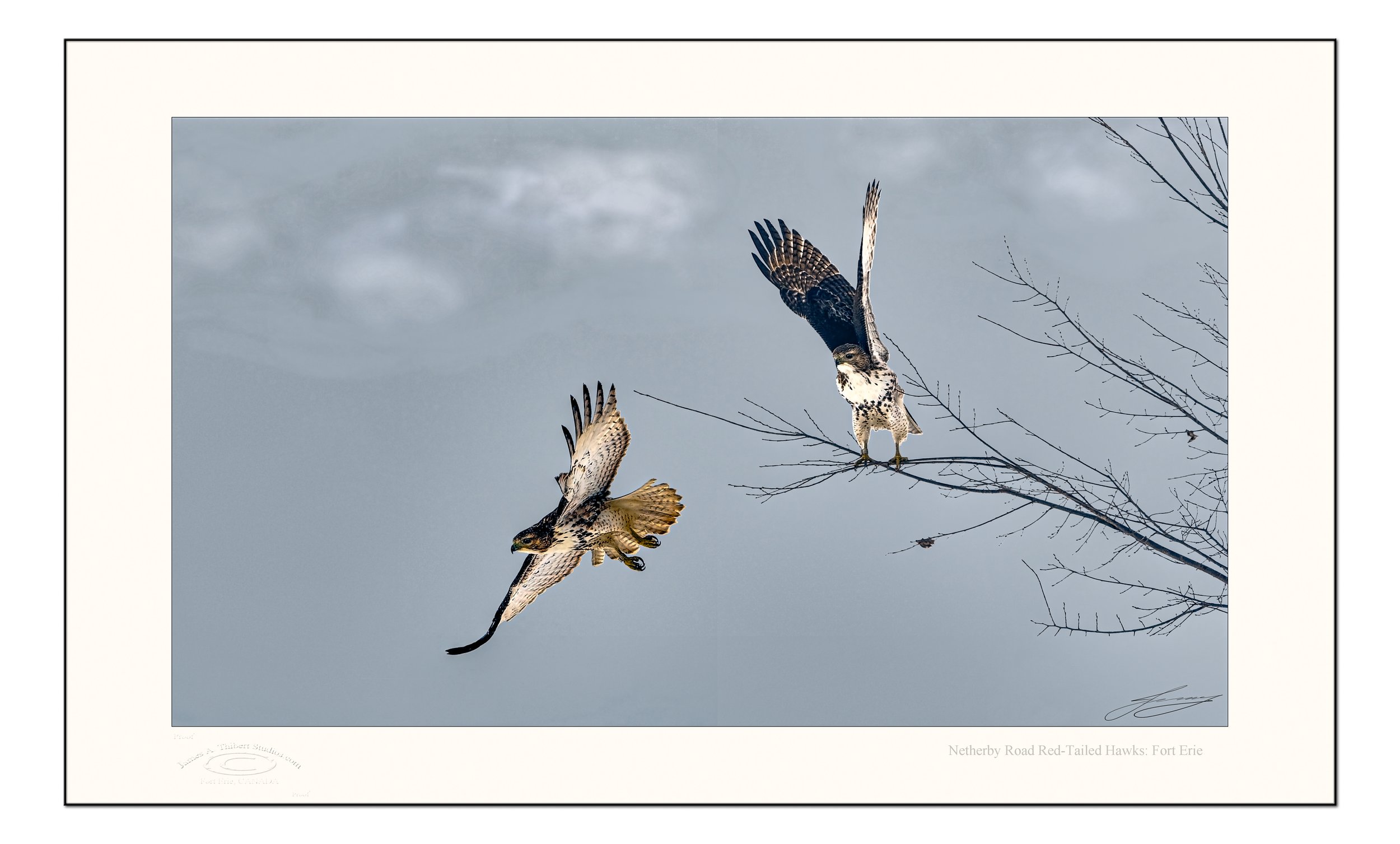 TwinHawks-Flight-TreeMG_4568-070301-v2-Frame copy.jpg