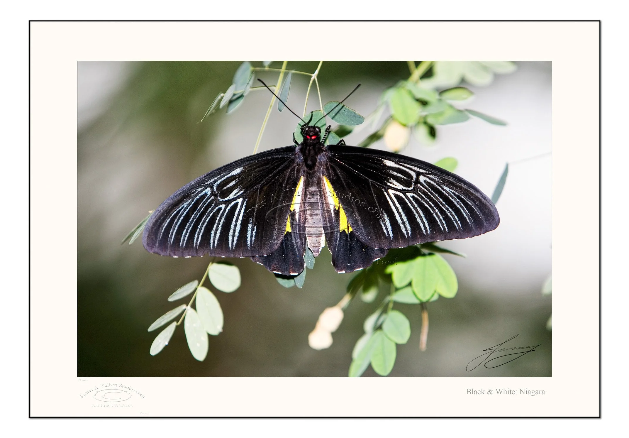 Black&WhiteStripe_MG_3878-070124-v1_FRAME-prepress.jpg