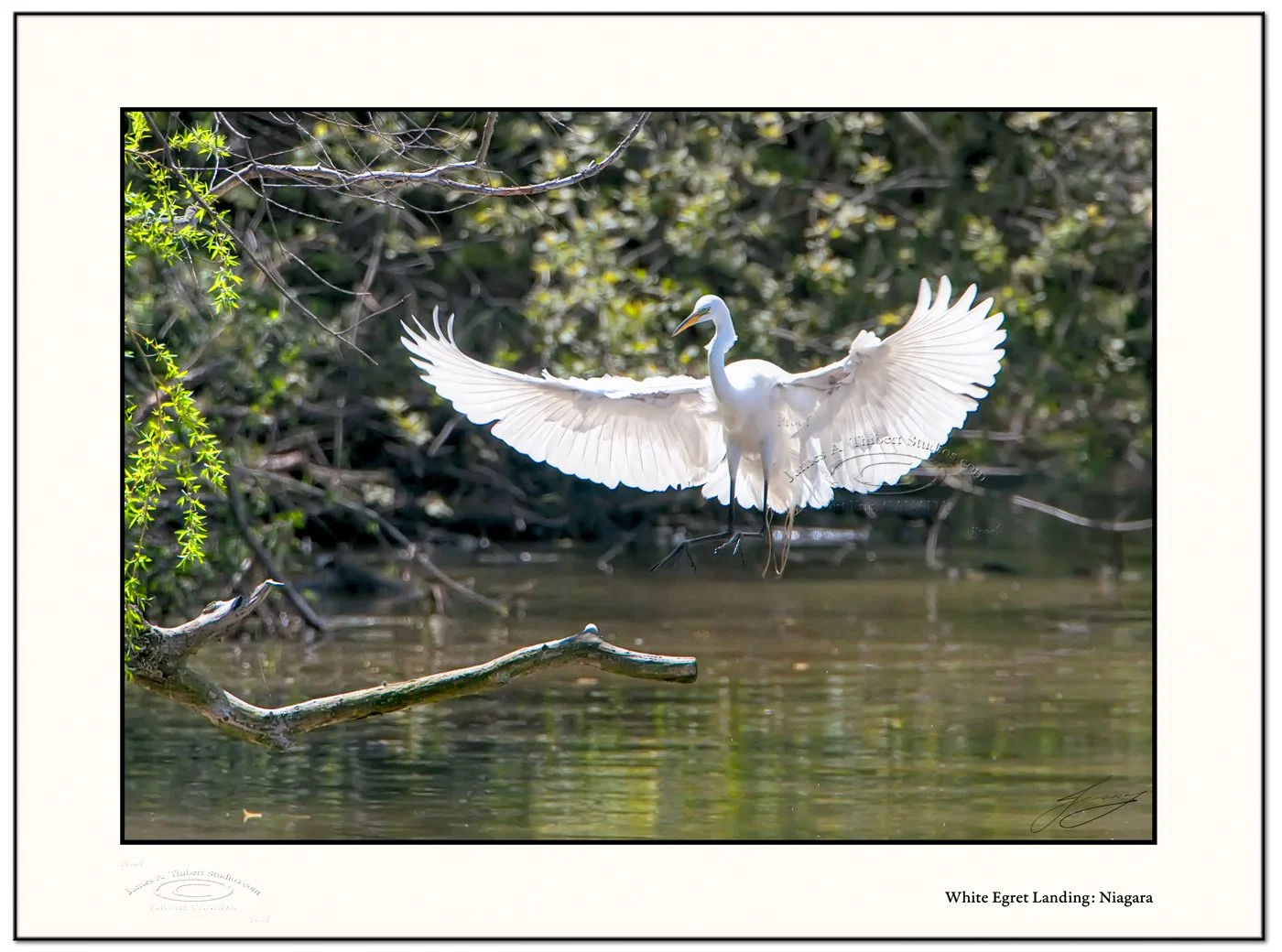 WhiteEgret_fullWingSet-to-pertch_MG_4544-080504-V1-Frame-prepress.jpg