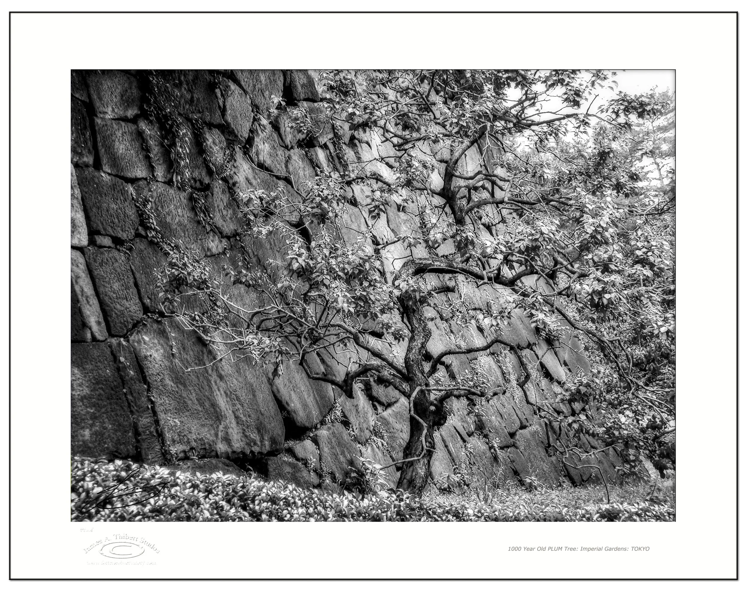 PlumTree-Wall_Japan_061206-V1_FRAME_prepress_B&W copy.jpg