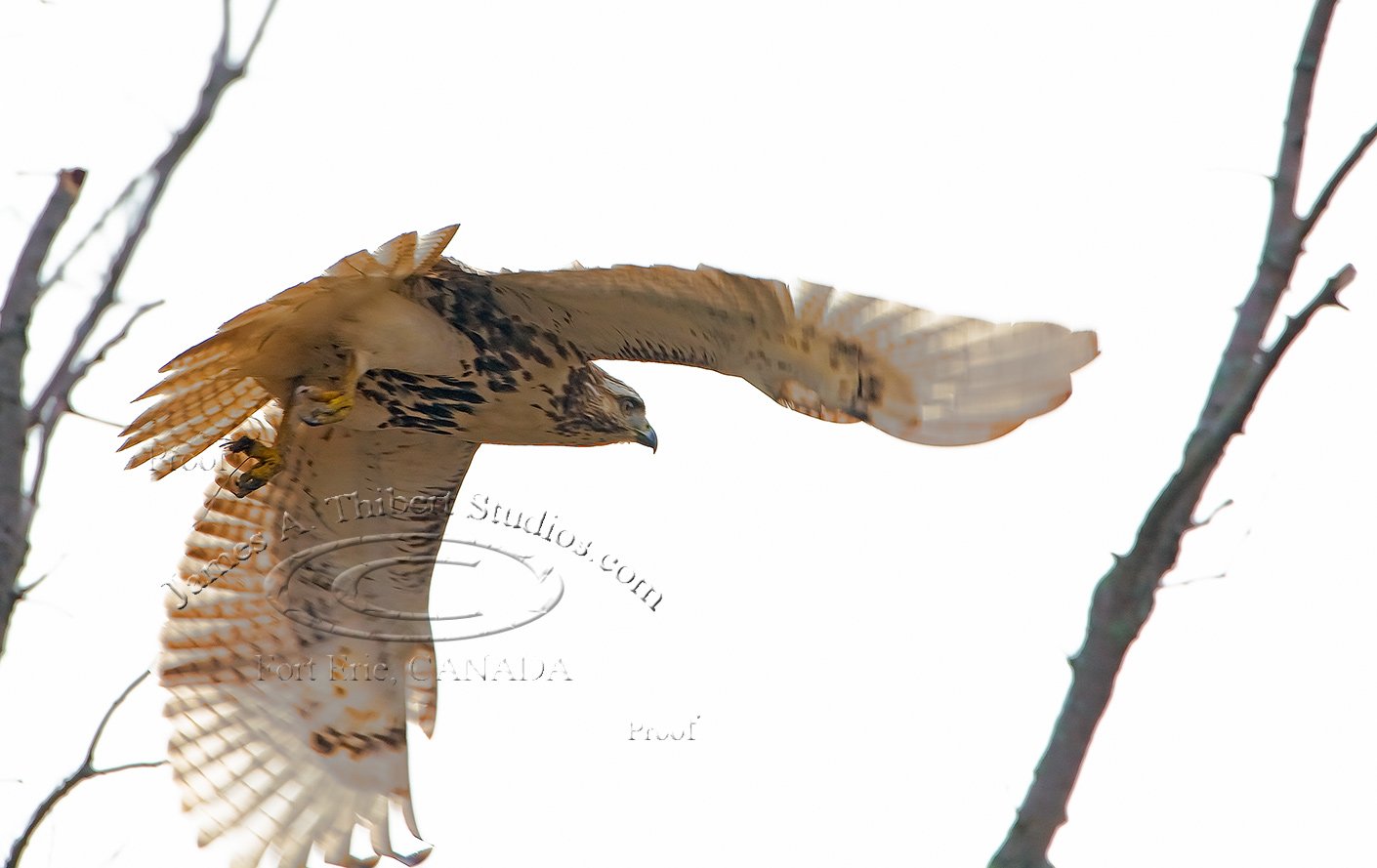 Redtail_Hawk_openwings_MG_2455-080110.jpg